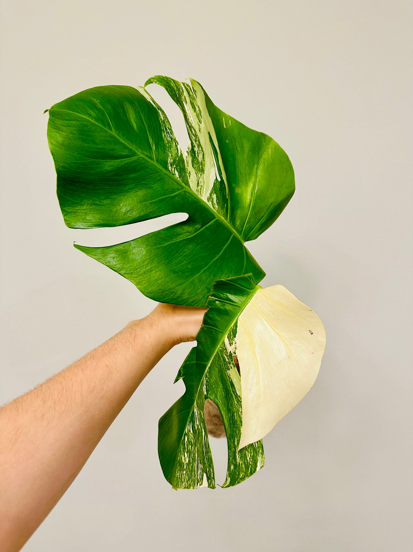 Monstera Deliciosa Albo Borsigiana Japanese White Tiger