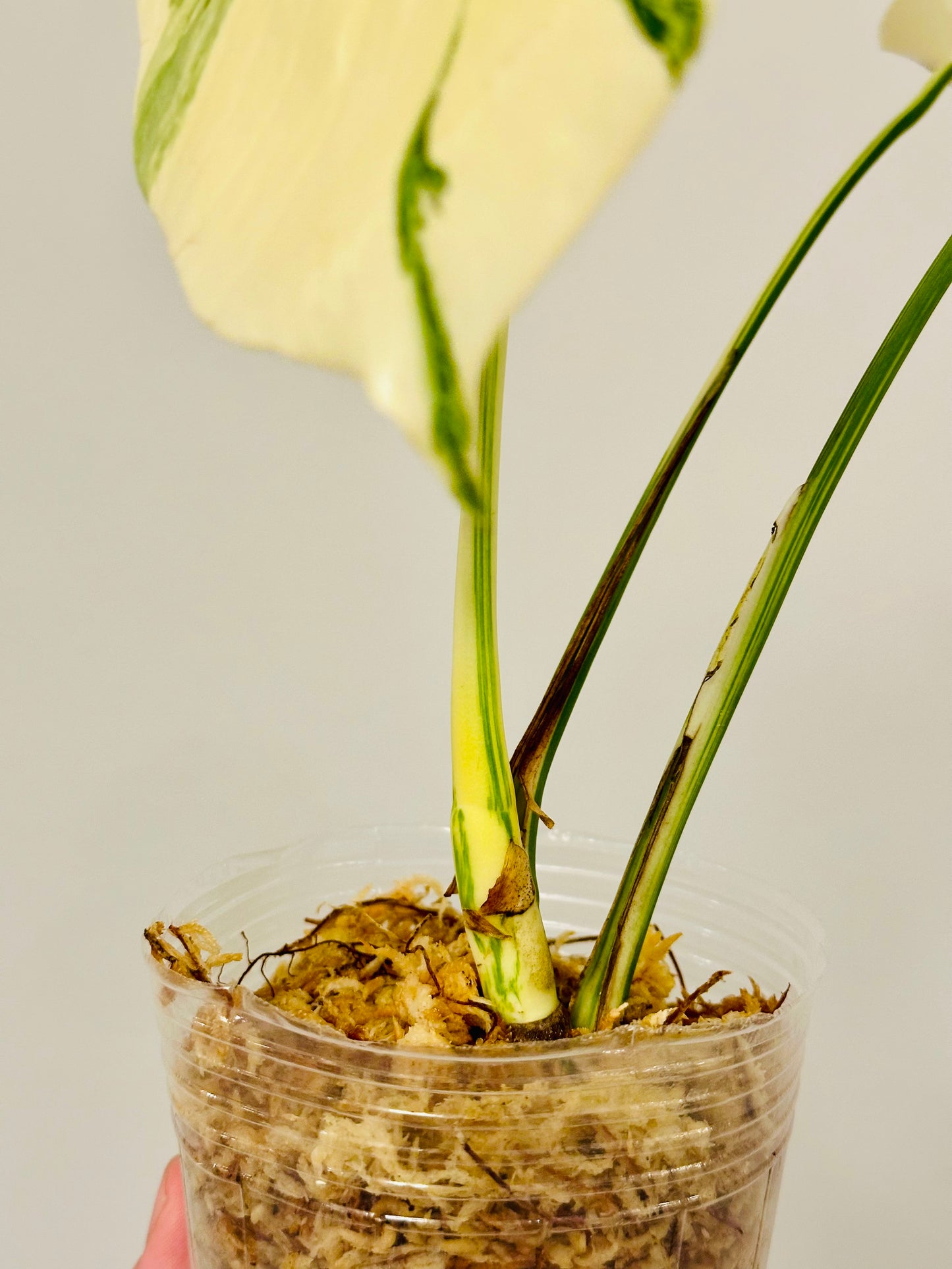 Monstera Deliciosa Albo Borsigiana Japanese White Tiger