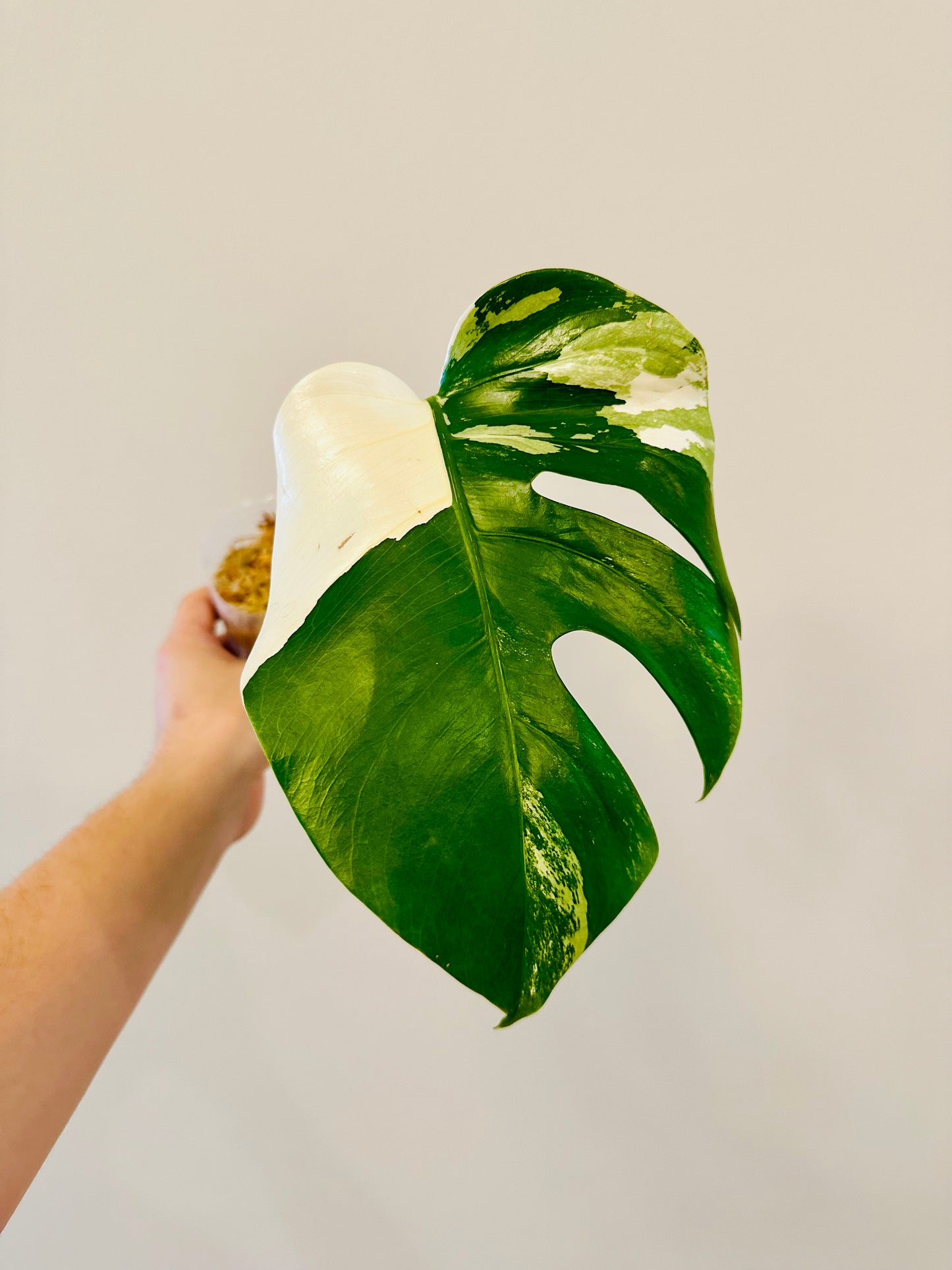 Monstera Deliciosa Albo Borsigiana Japanese White Tiger