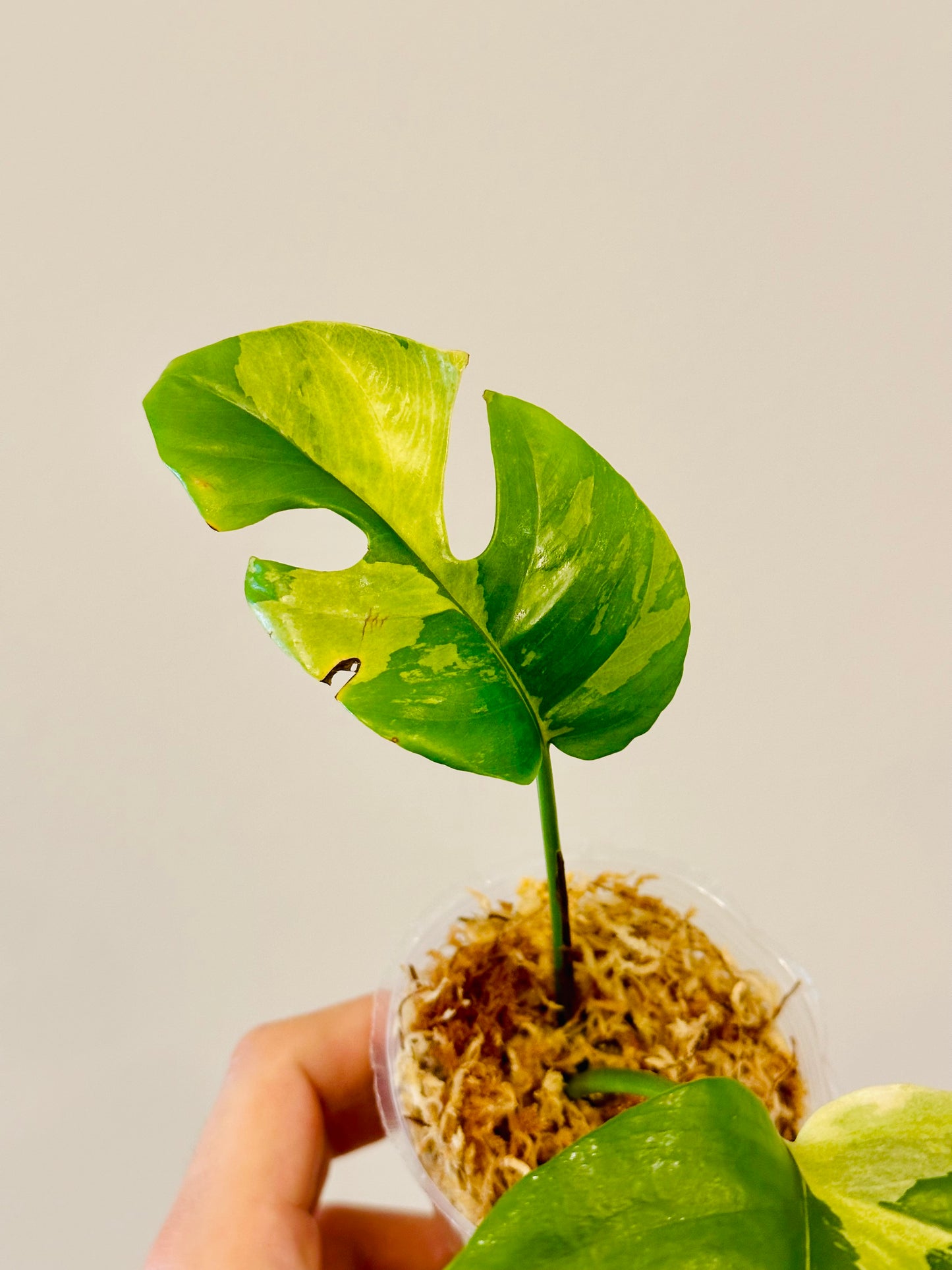 Monstera Tetrasperma Variegada