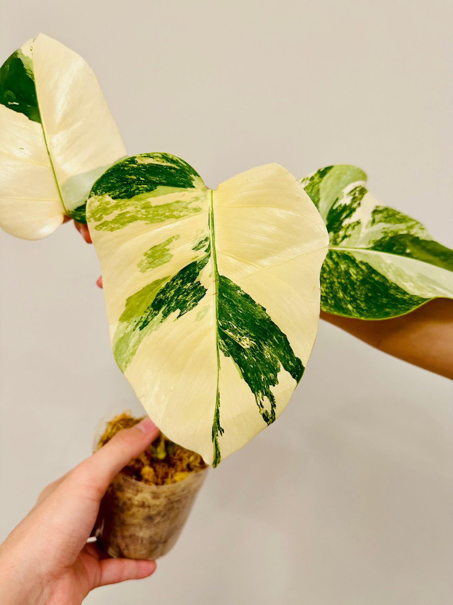 Monstera Deliciosa Albo Borsigiana Japanese White Tiger