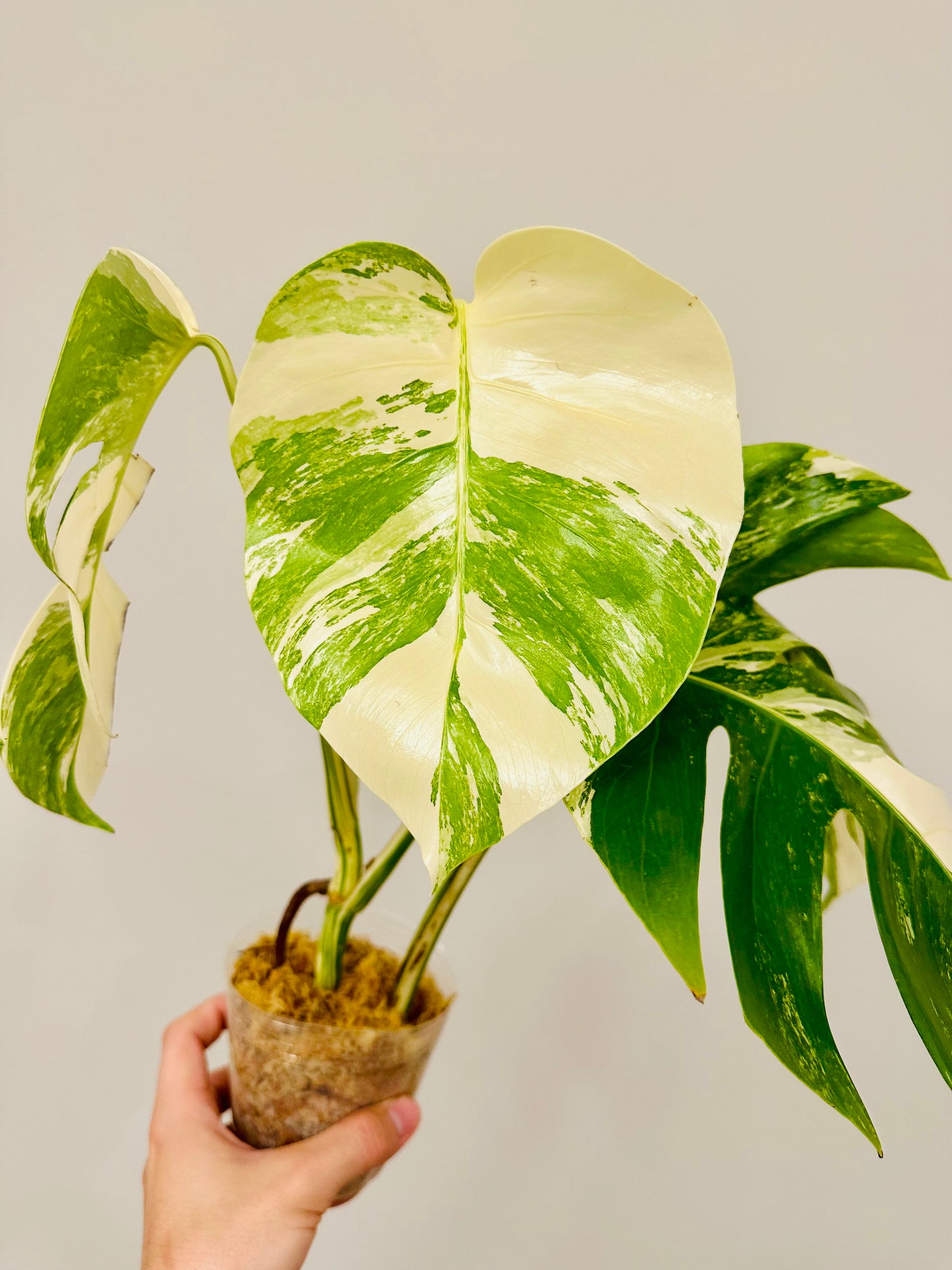 Monstera Deliciosa Albo Borsigiana Japanese White Tiger