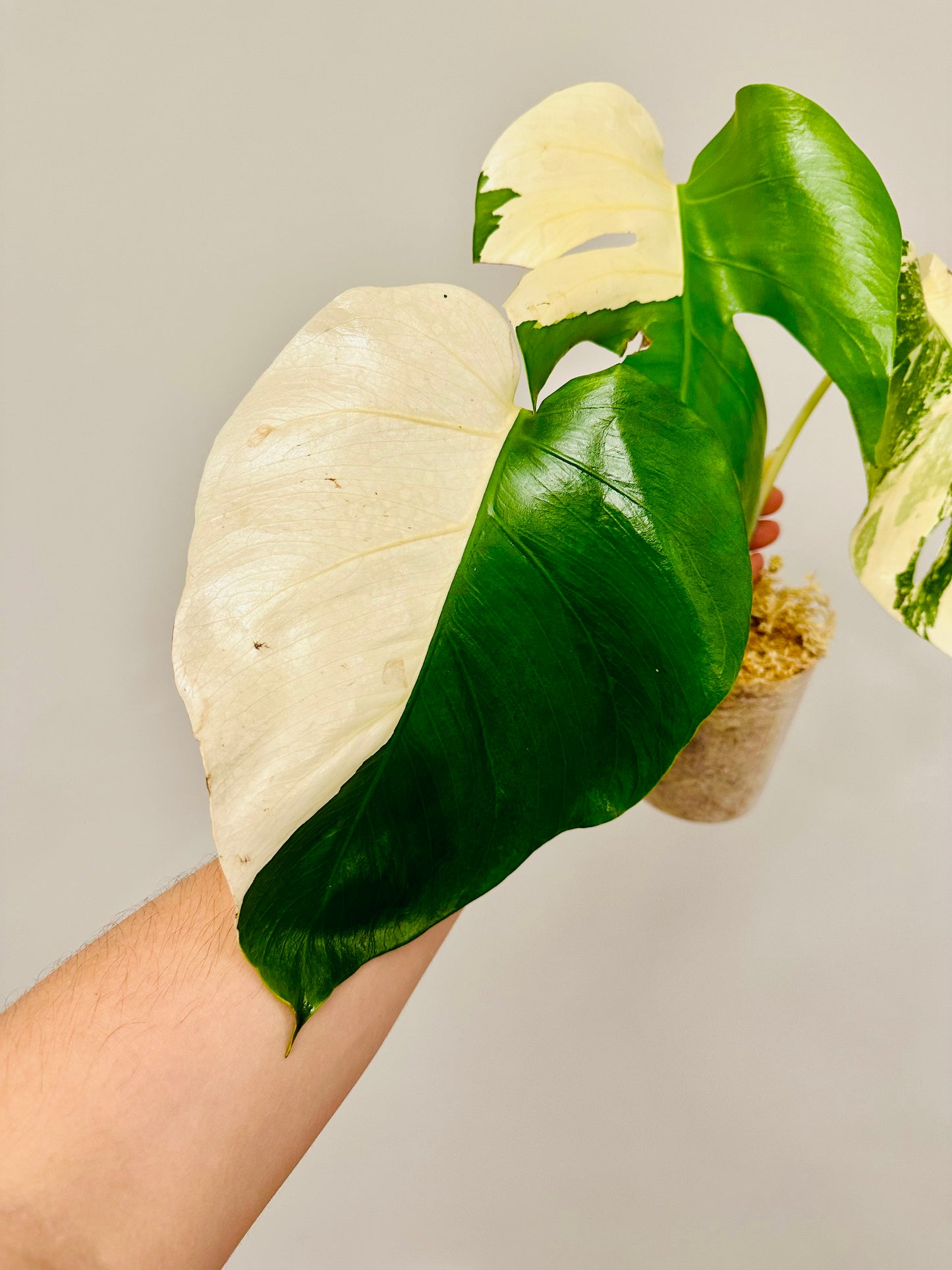 Monstera Deliciosa Albo Borsigiana Japanese White Tiger