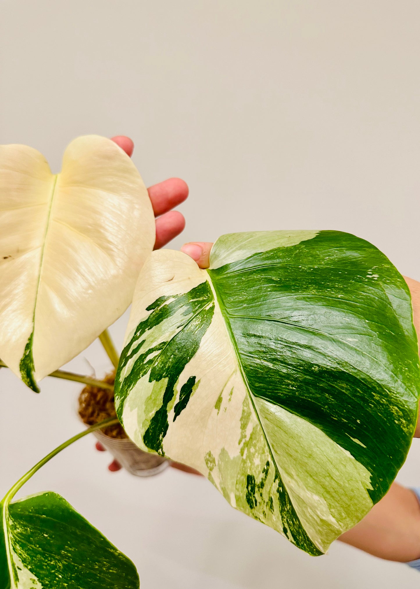 Monstera Deliciosa Albo Borsigiana Japanese White Tiger