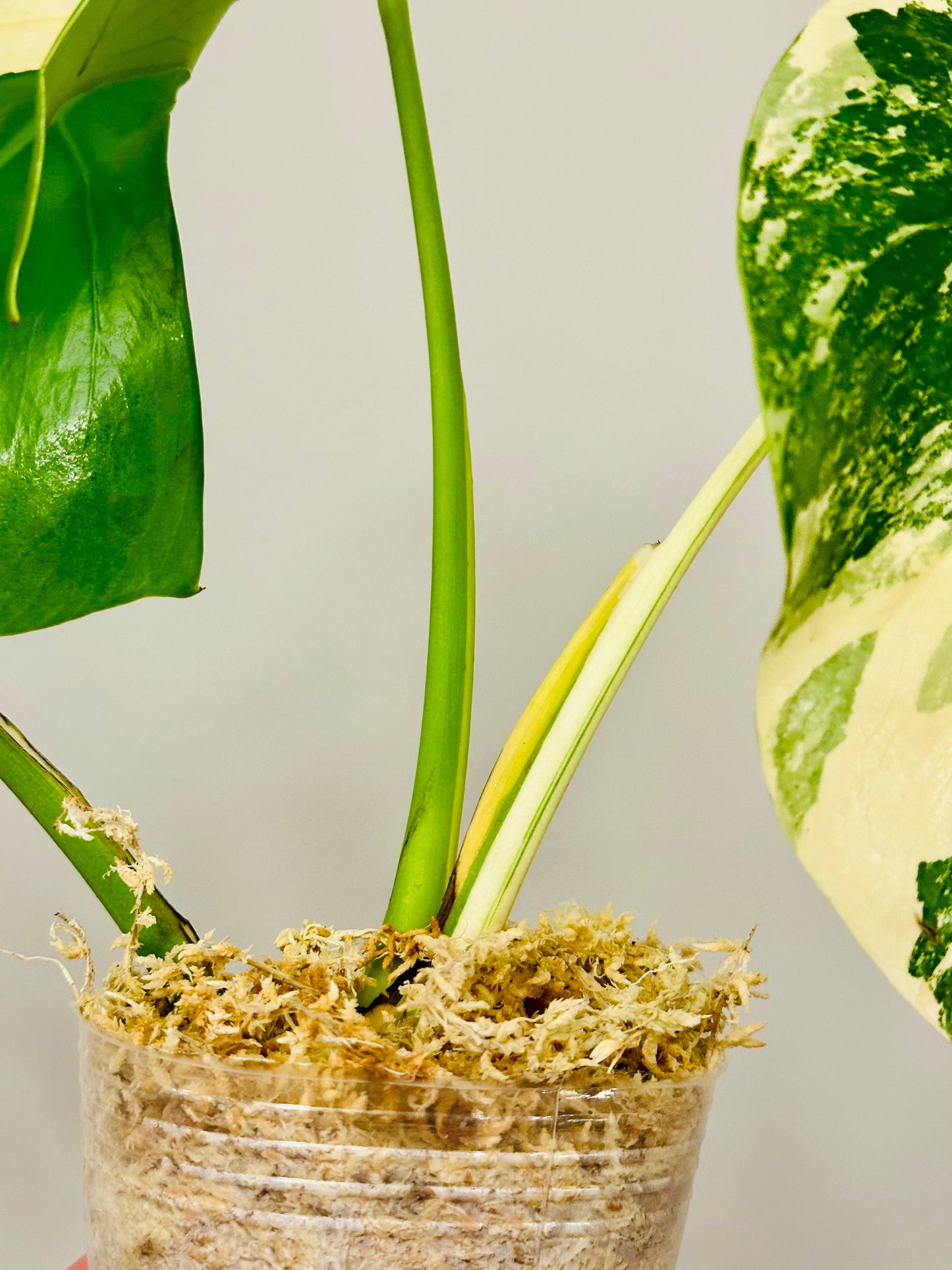 Monstera Deliciosa Albo Borsigiana Japanese White Tiger