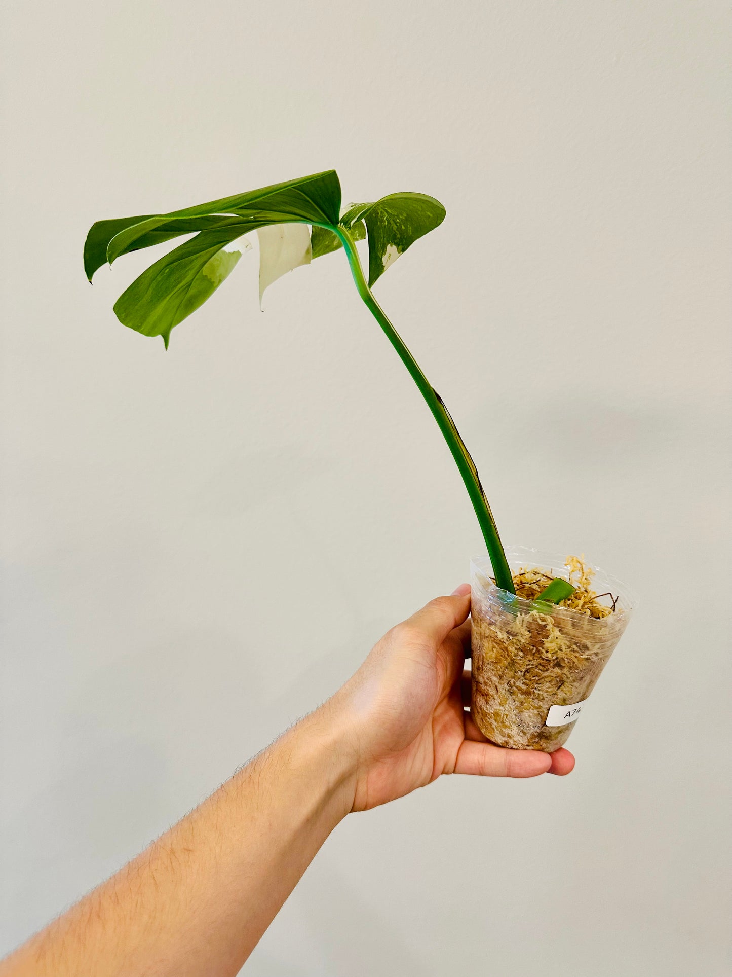 Monstera Deliciosa Albo Borsigiana Japanese White Tiger