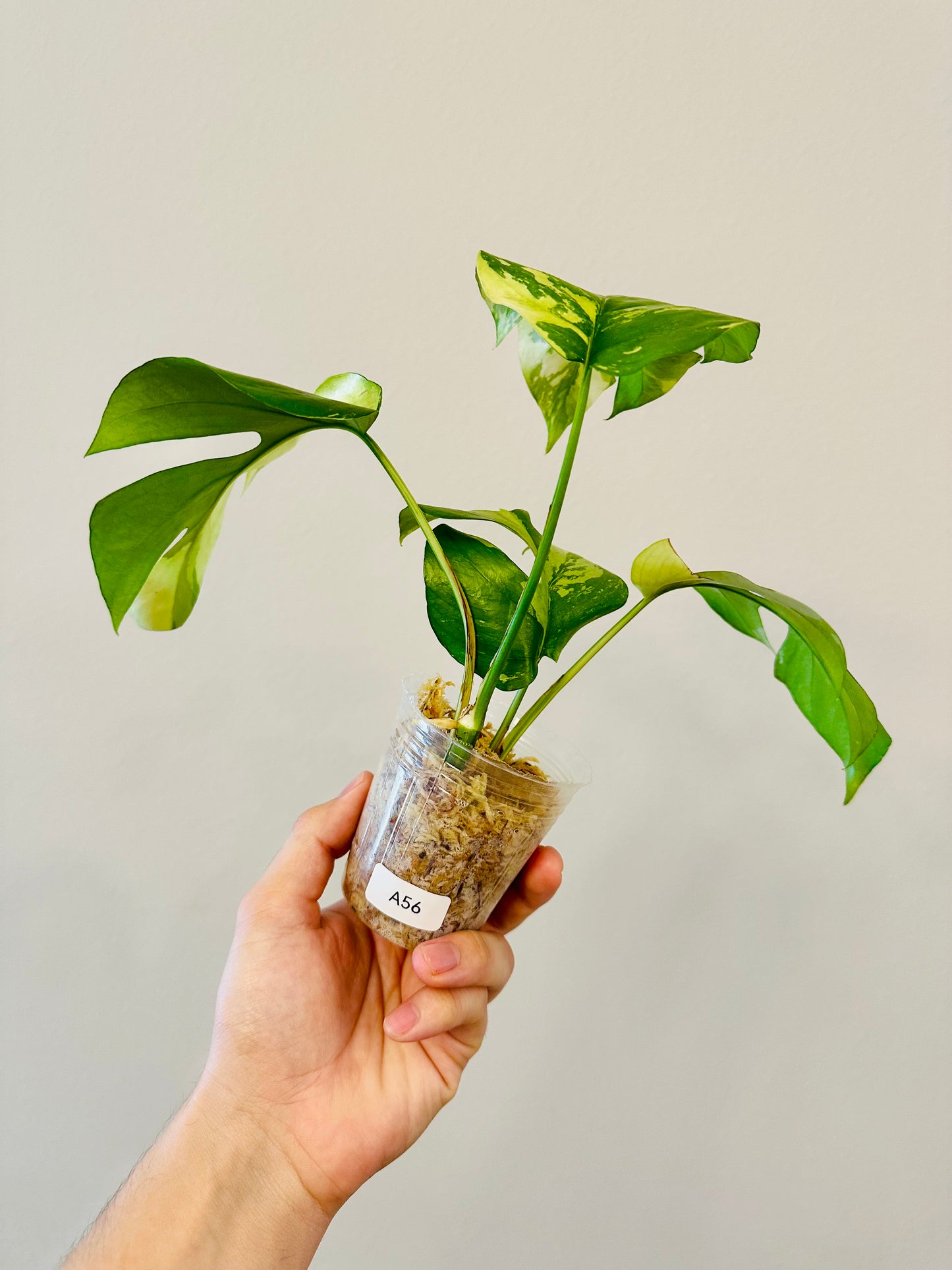 Monstera Tetrasperma Variegada