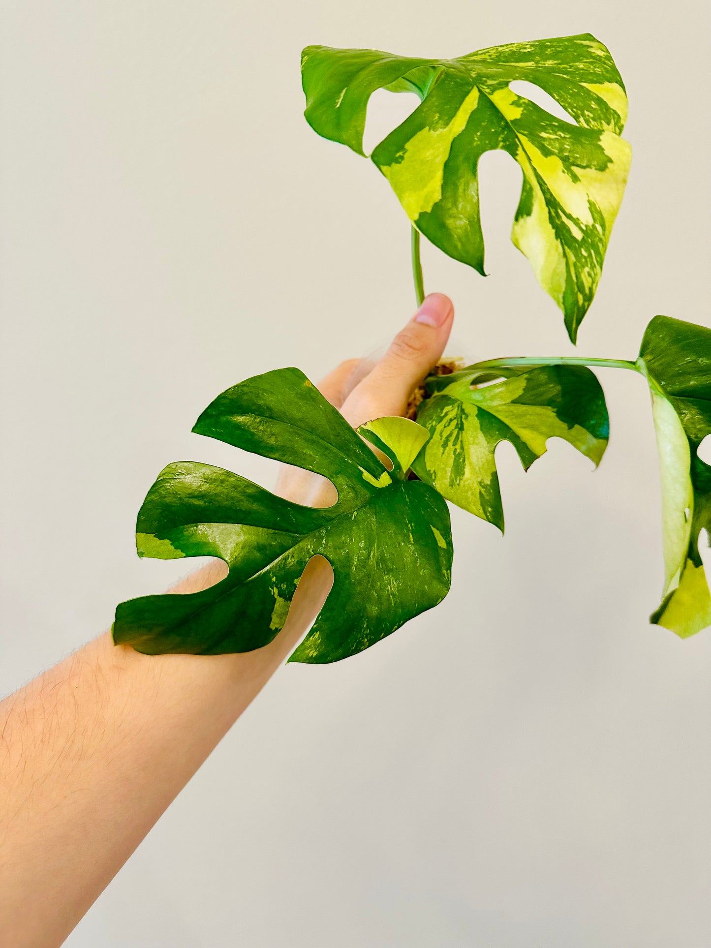 Monstera Tetrasperma Variegada