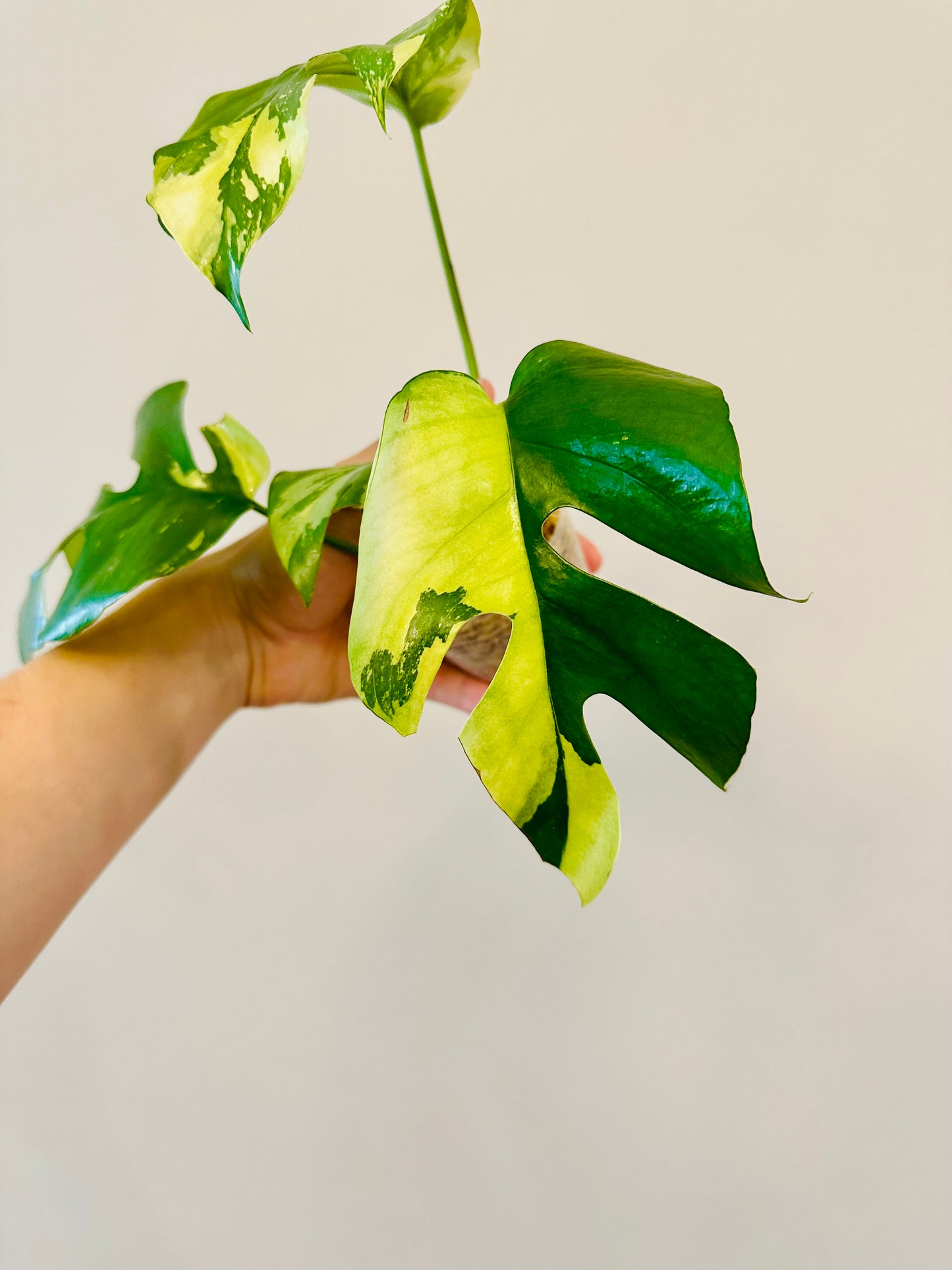 Monstera Tetrasperma Variegada