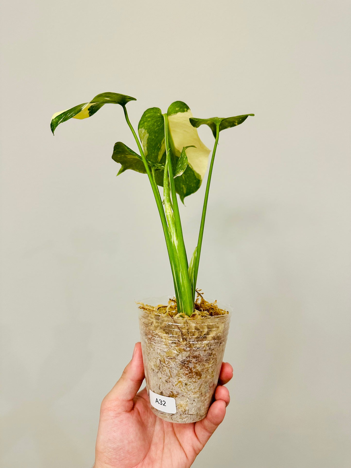 Monstera Thai Constellation