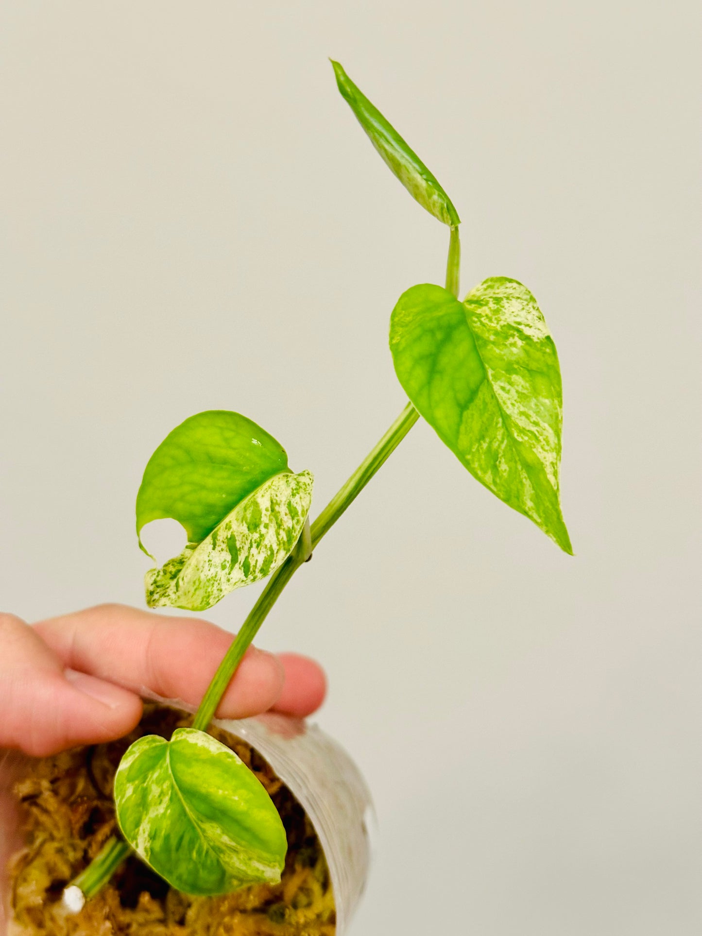 Epipremnum Pinnatum Marble