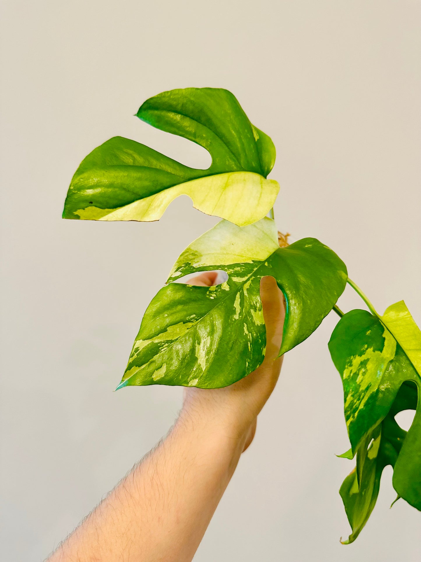 Monstera Tetrasperma Variegada