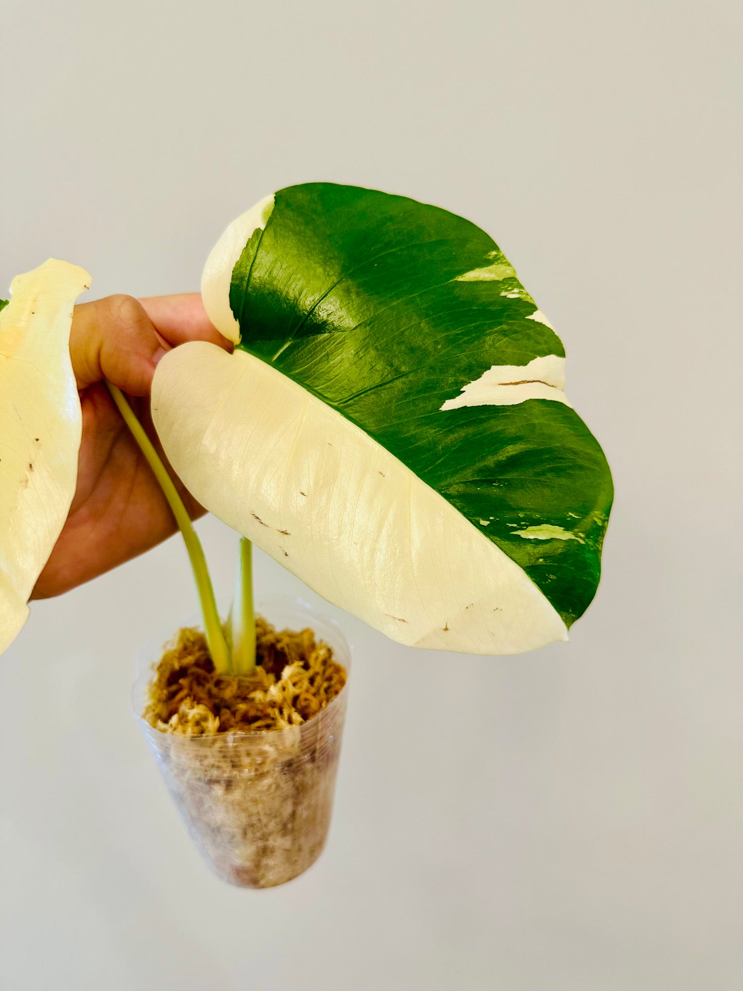 Monstera Deliciosa Albo Borsigiana Japanese White Tiger