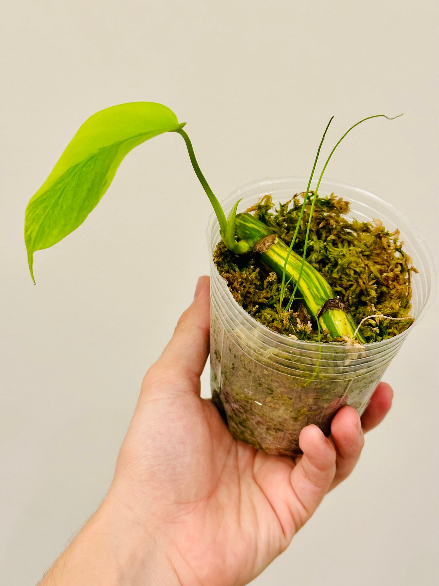 Monstera Aurea Borsigiana