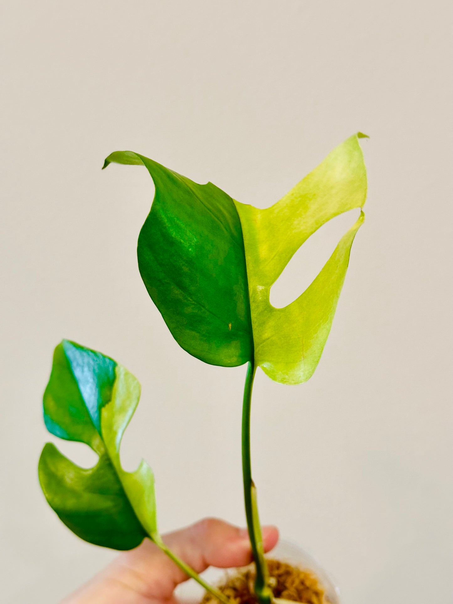 Monstera Tetrasperma Variegada