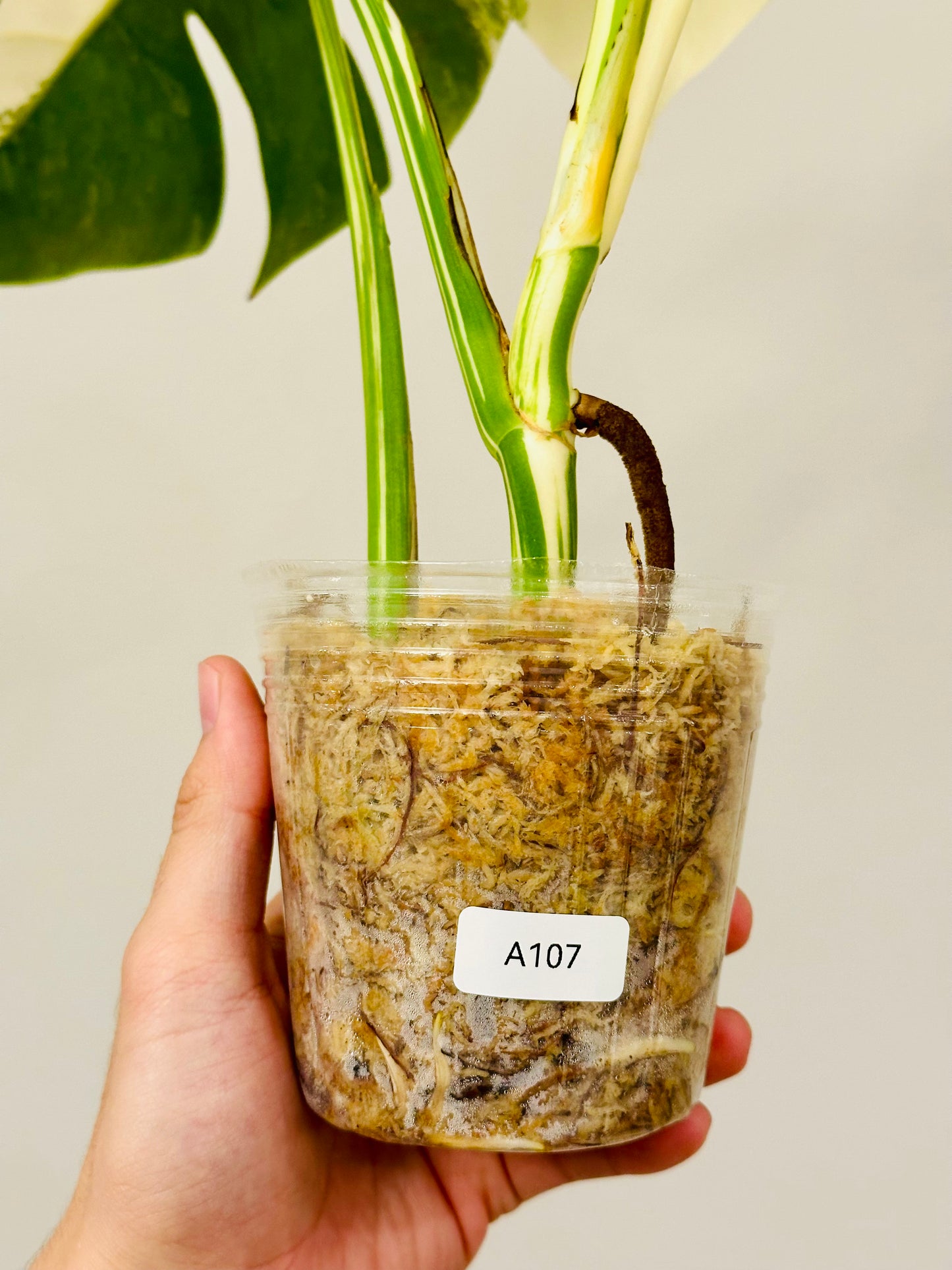 Monstera Deliciosa Albo Borsigiana Japanese White Tiger