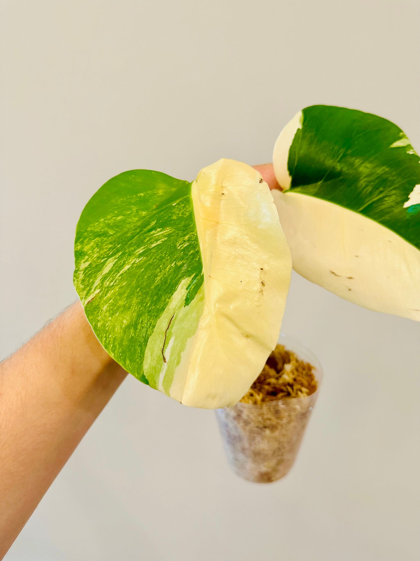 Monstera Deliciosa Albo Borsigiana Japanese White Tiger