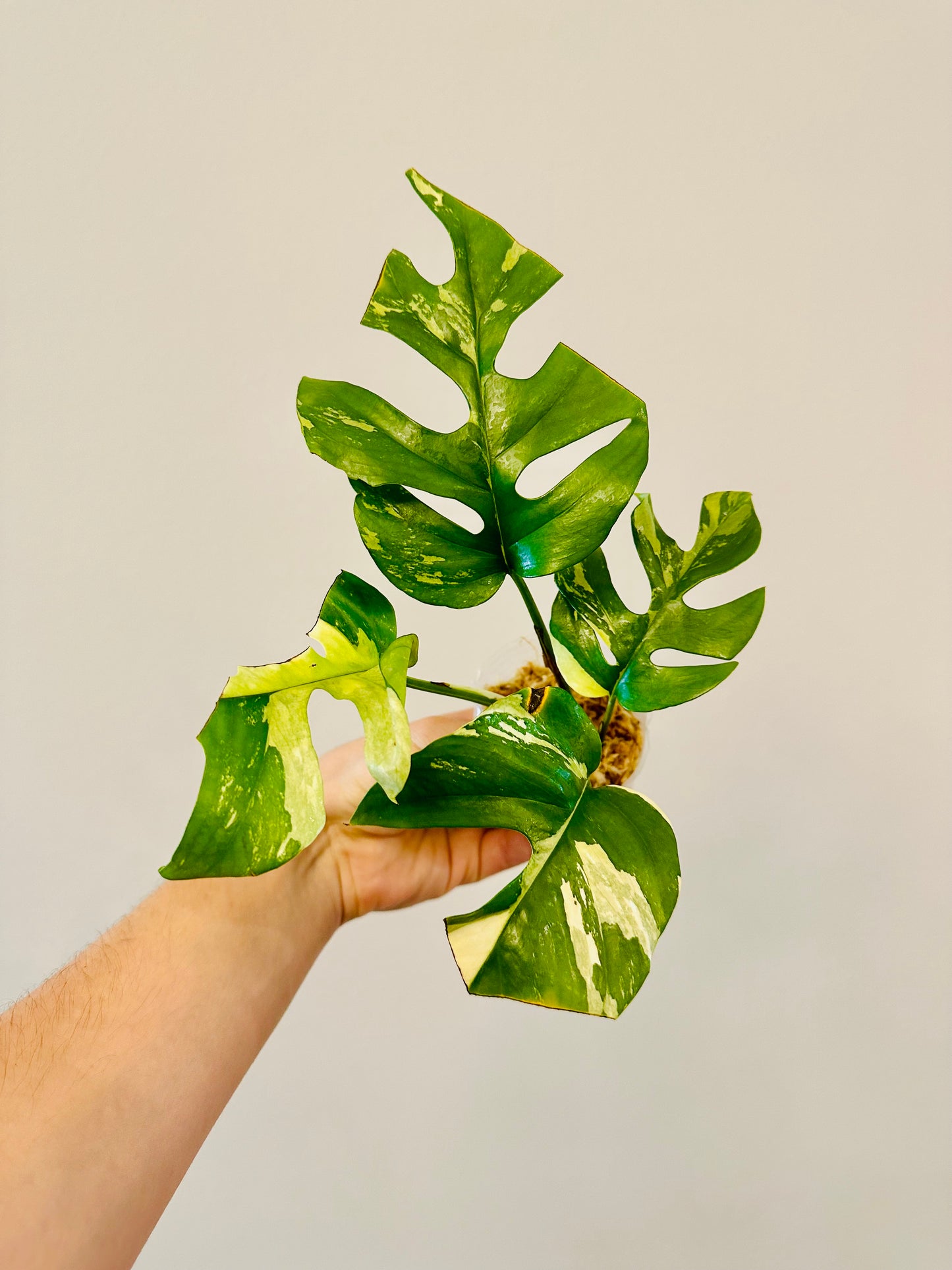 Monstera Tetrasperma Variegada