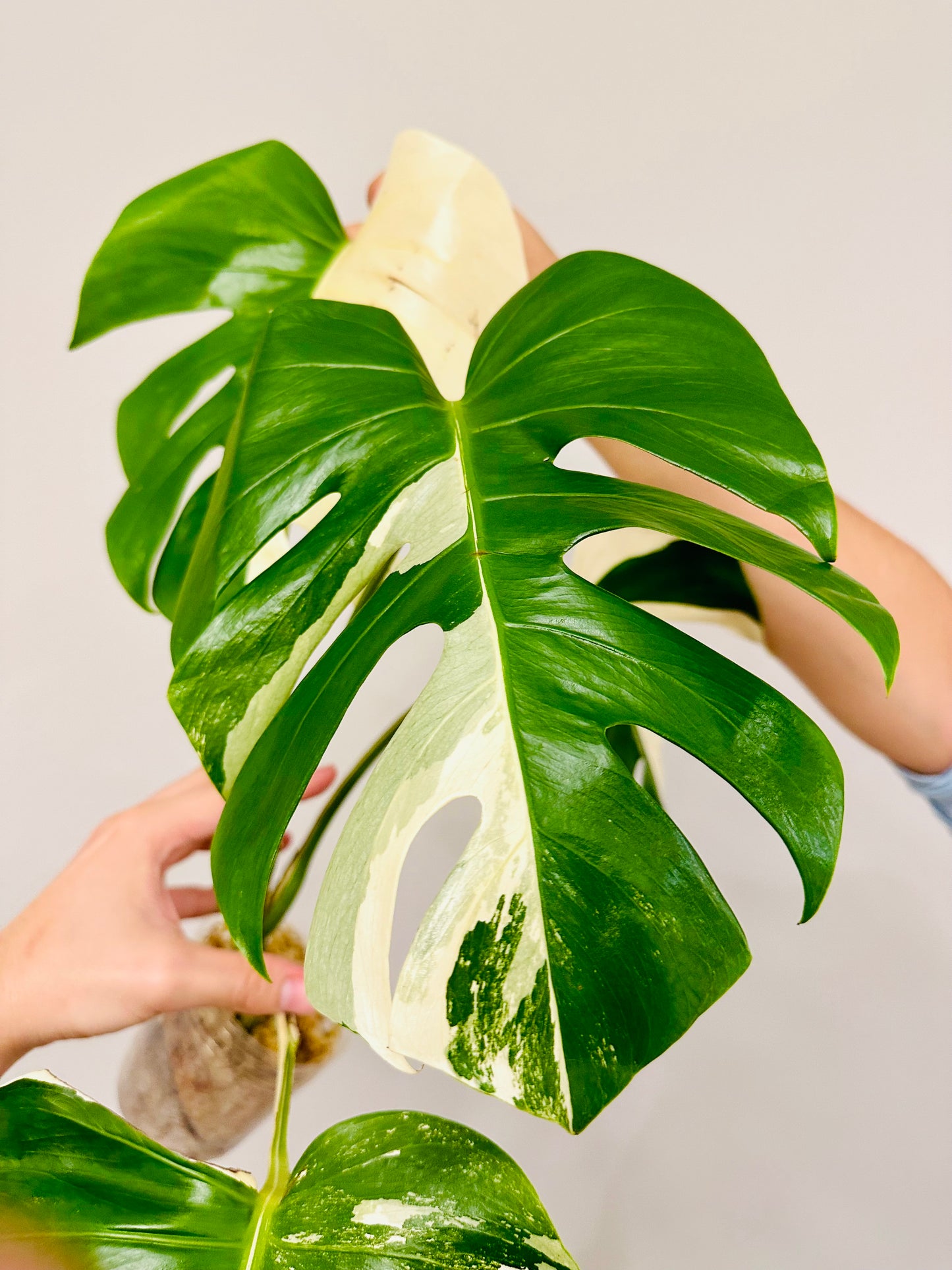 Monstera Deliciosa Albo Borsigiana Japanese White Tiger