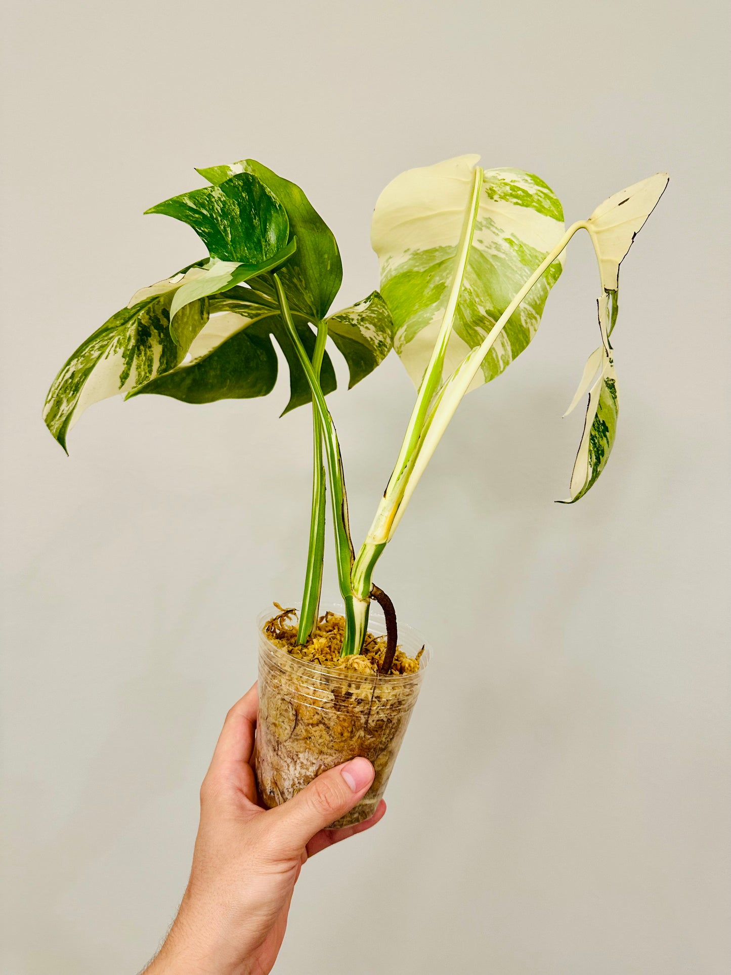 Monstera Deliciosa Albo Borsigiana Japanese White Tiger