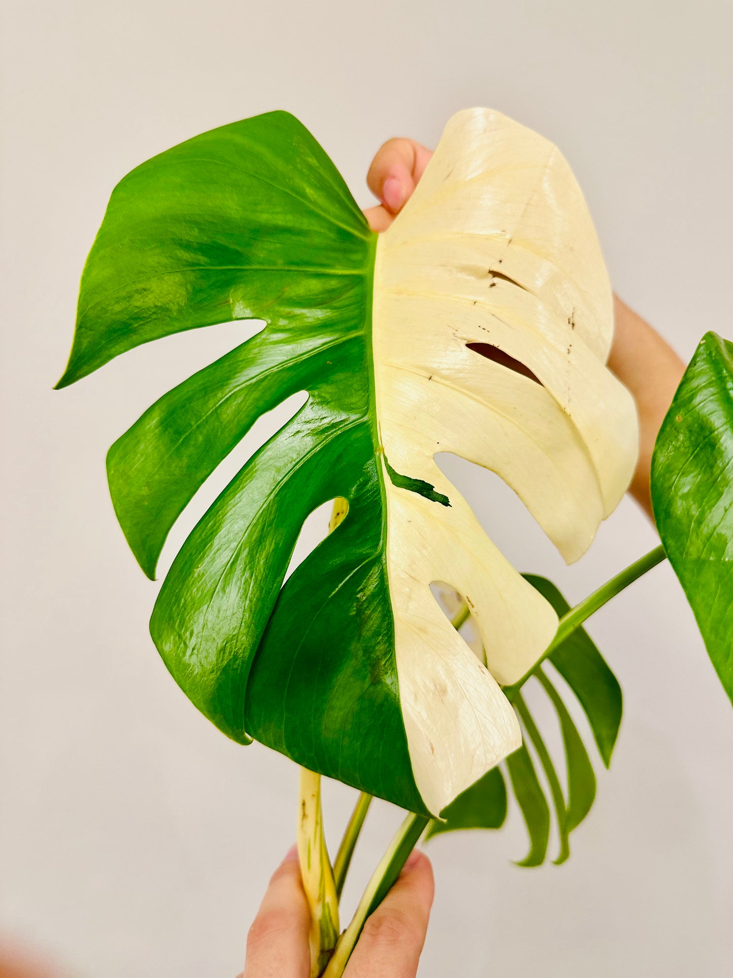 Monstera Deliciosa Albo Borsigiana Japanese White Tiger