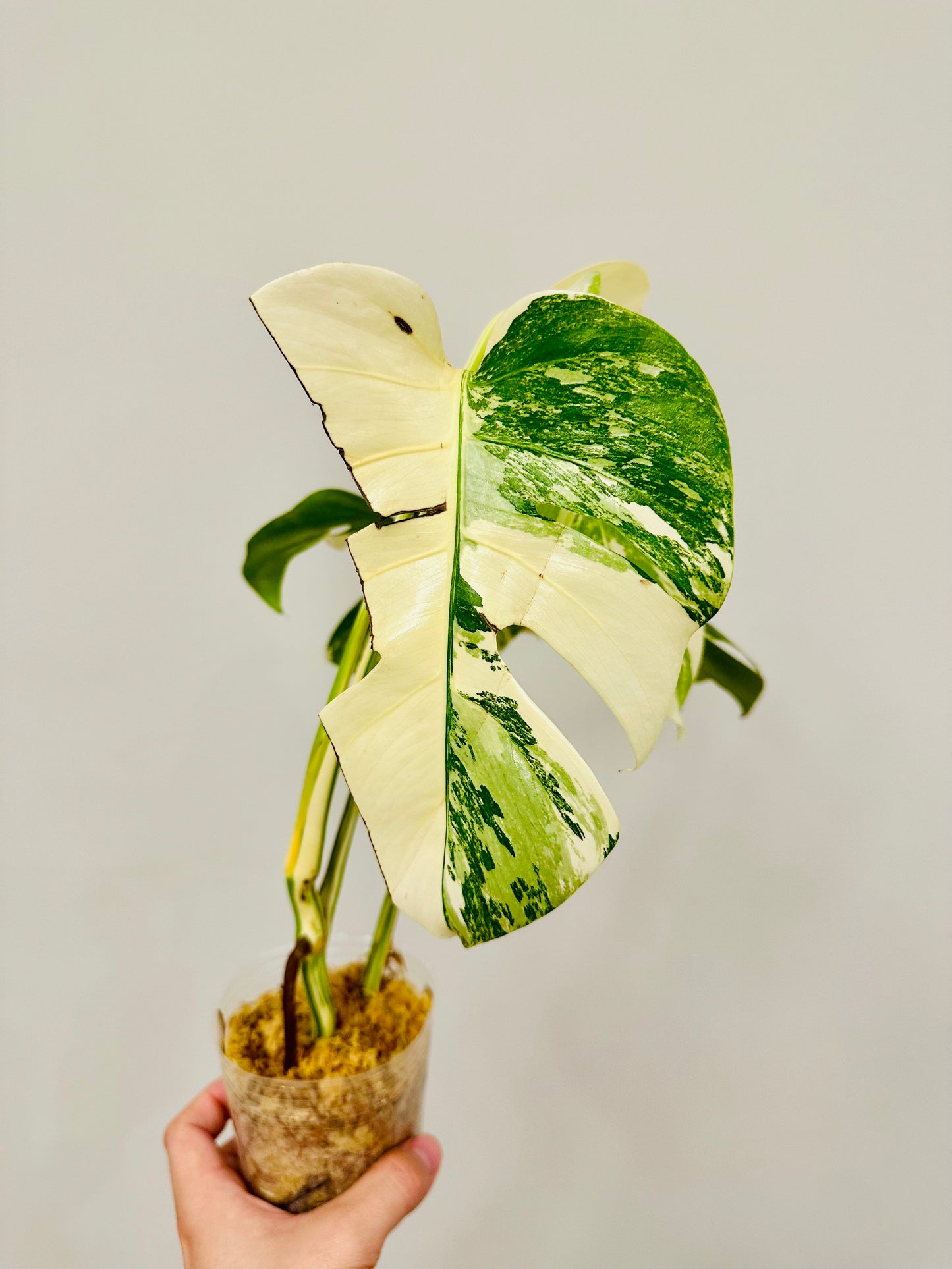 Monstera Deliciosa Albo Borsigiana Japanese White Tiger