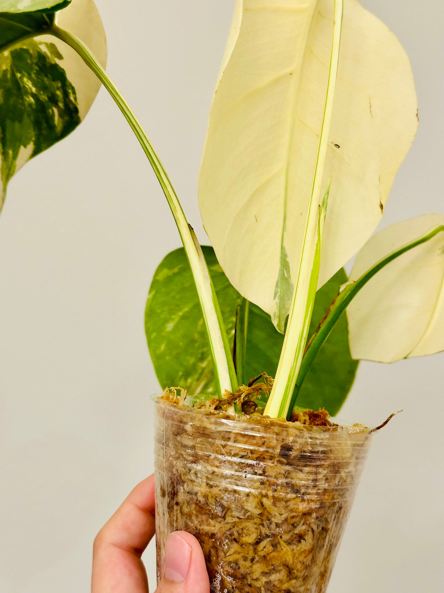 Monstera Deliciosa Albo Borsigiana Japanese White Tiger