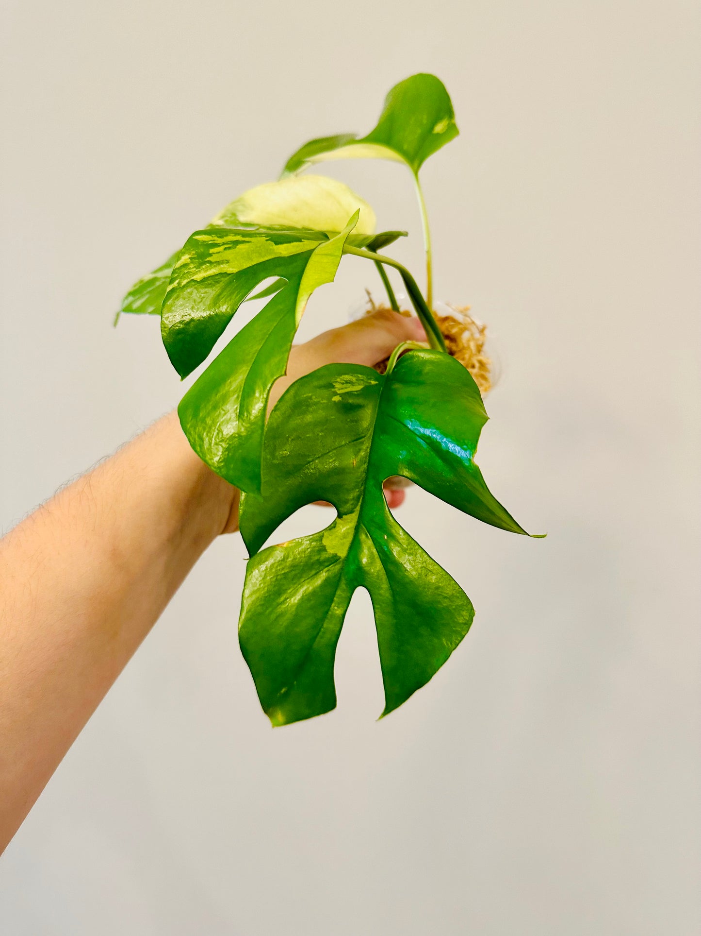 Monstera Tetrasperma Variegada