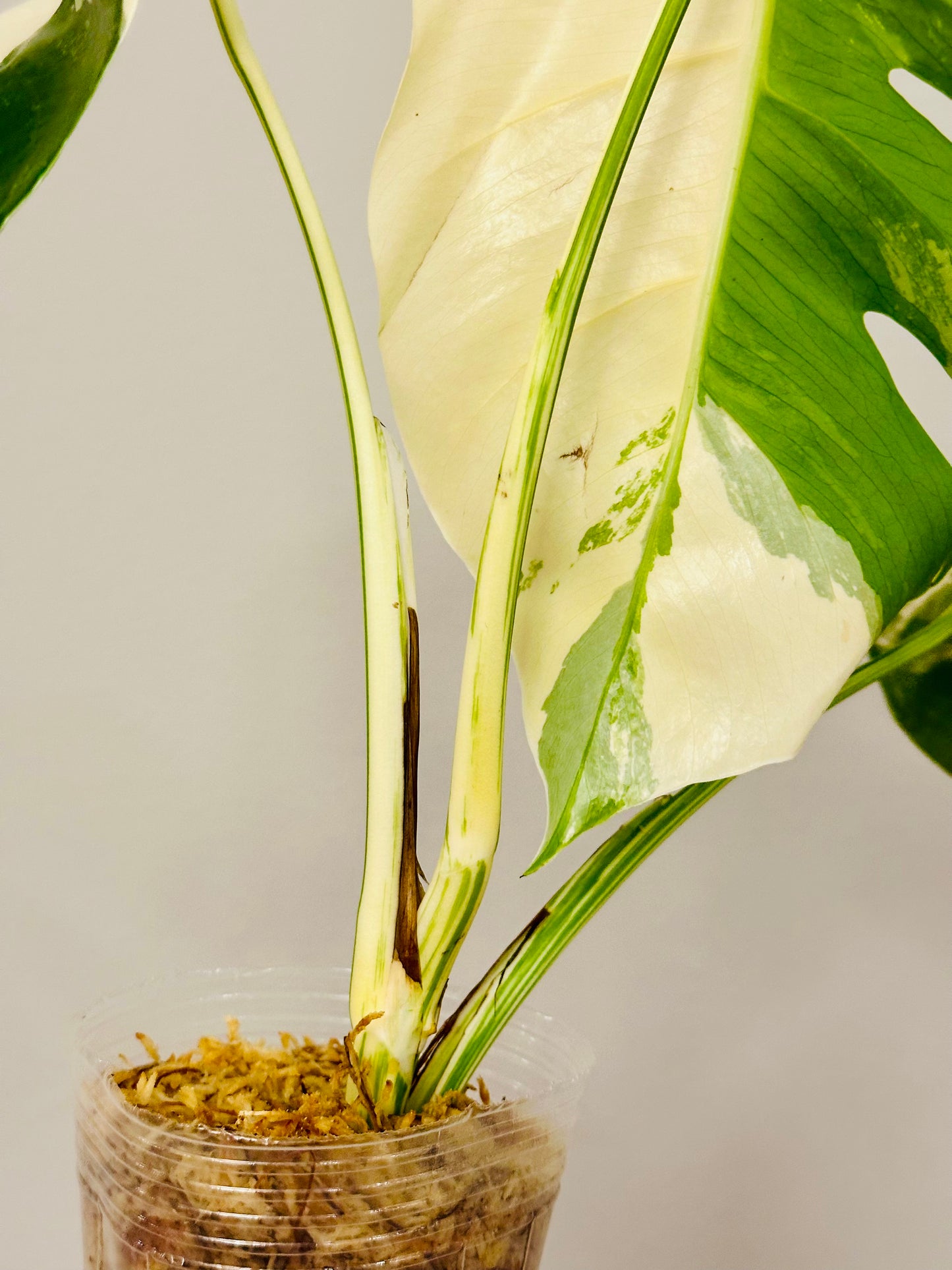 Monstera Deliciosa Albo Borsigiana Japanese White Tiger