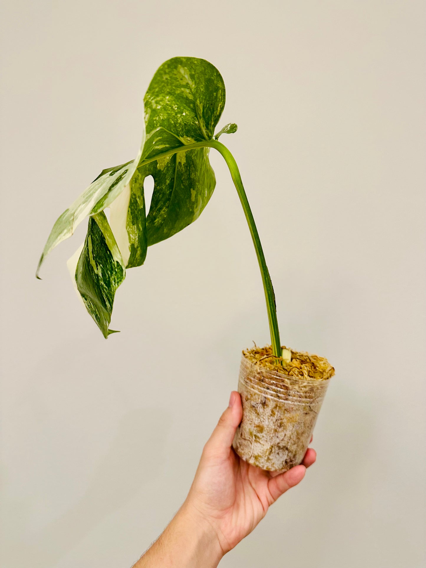 Monstera Deliciosa Albo Borsigiana Japanese White Tiger