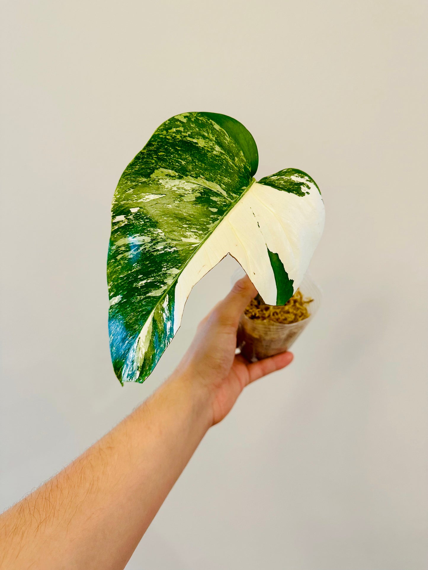 Monstera Deliciosa Albo Borsigiana Japanese White Tiger