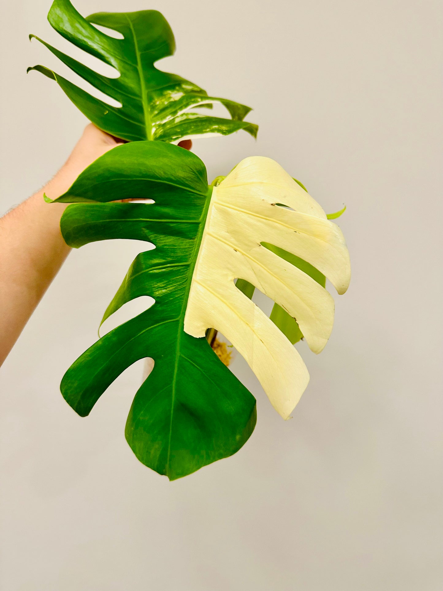 Monstera Deliciosa Albo Borsigiana Japanese White Tiger