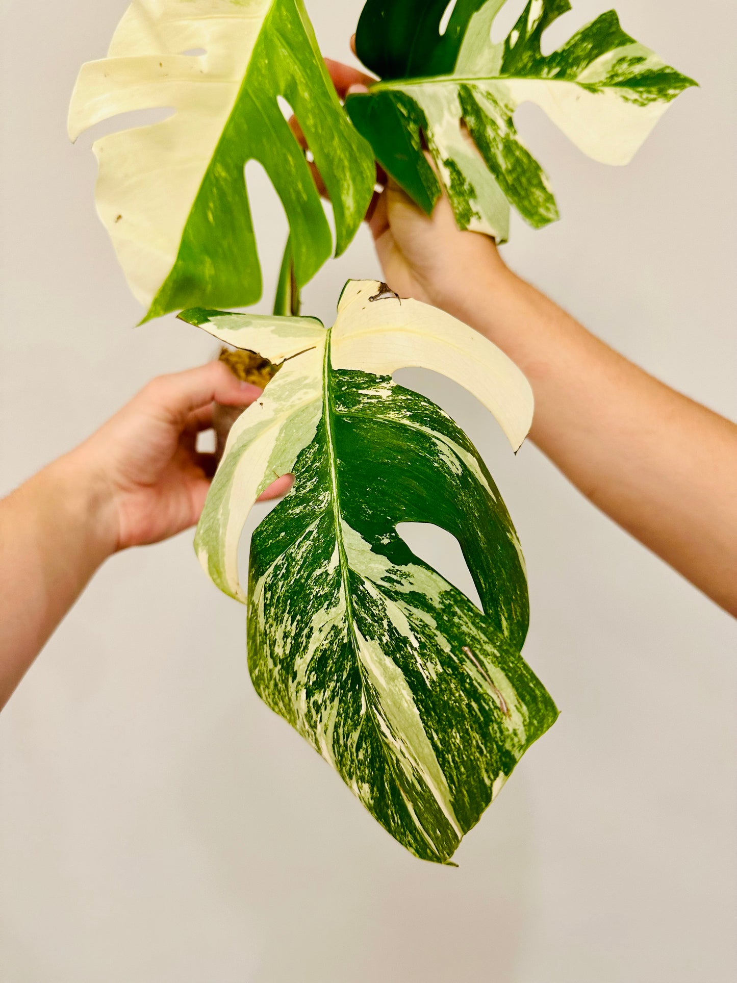 Monstera Deliciosa Albo Borsigiana Japanese White Tiger