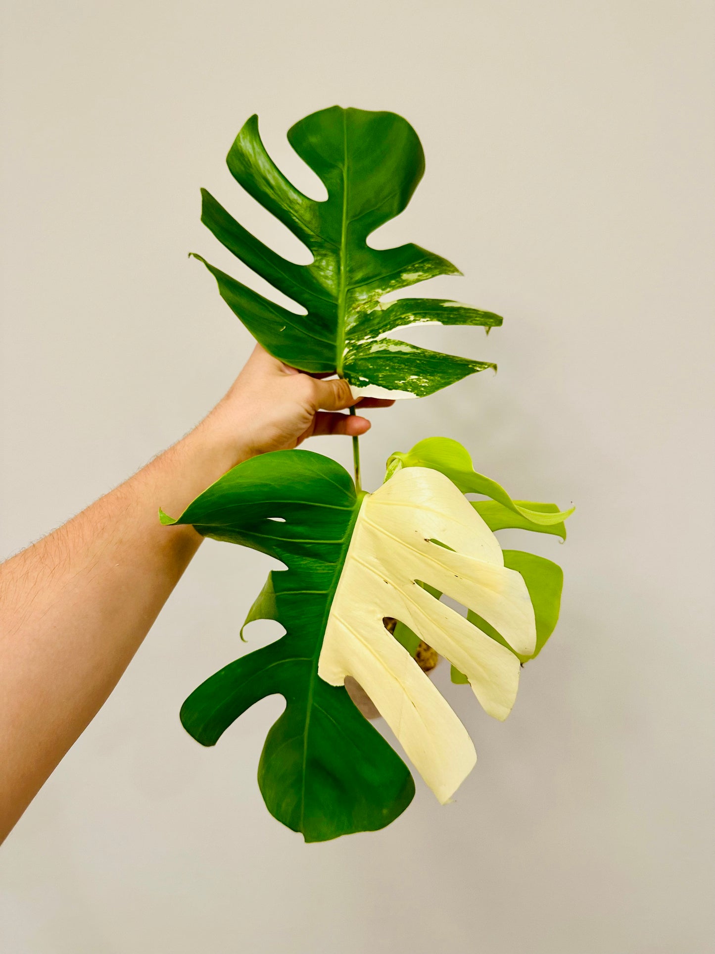 Monstera Deliciosa Albo Borsigiana Japanese White Tiger