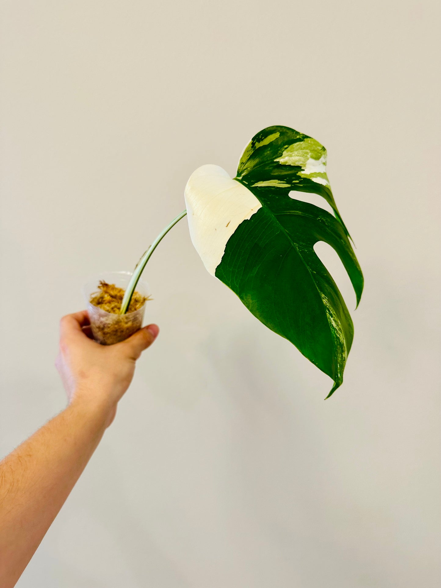 Monstera Deliciosa Albo Borsigiana Japanese White Tiger