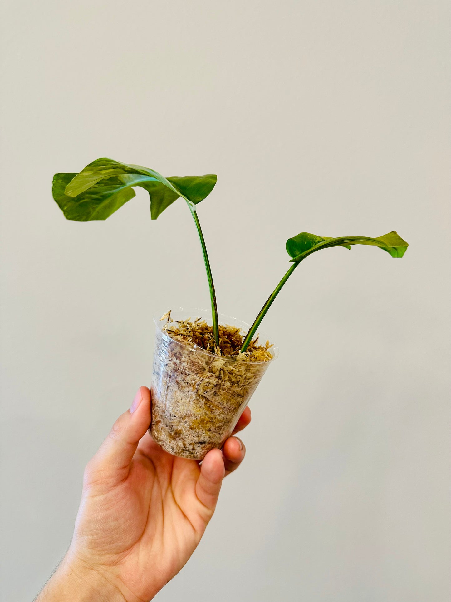 Monstera Tetrasperma Variegada