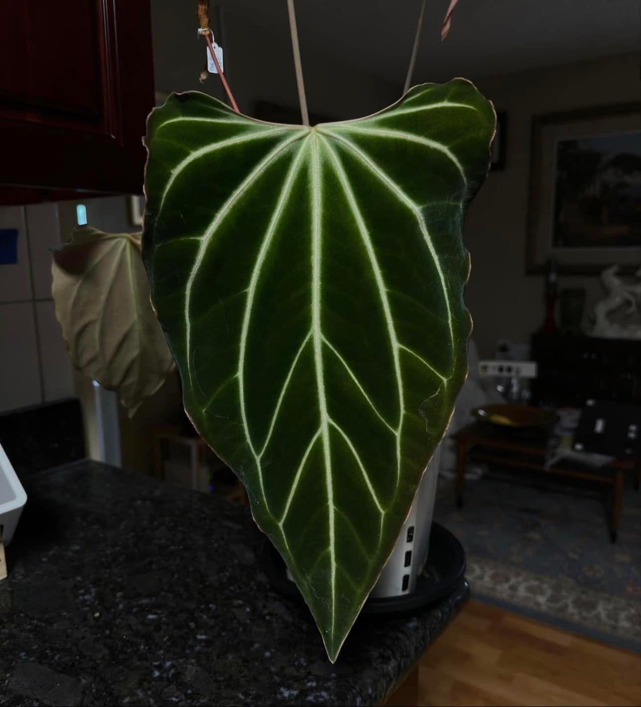 Anthurium Hibrido Besseae AFF x (Papillaminum FS x Dark Forgeitii)