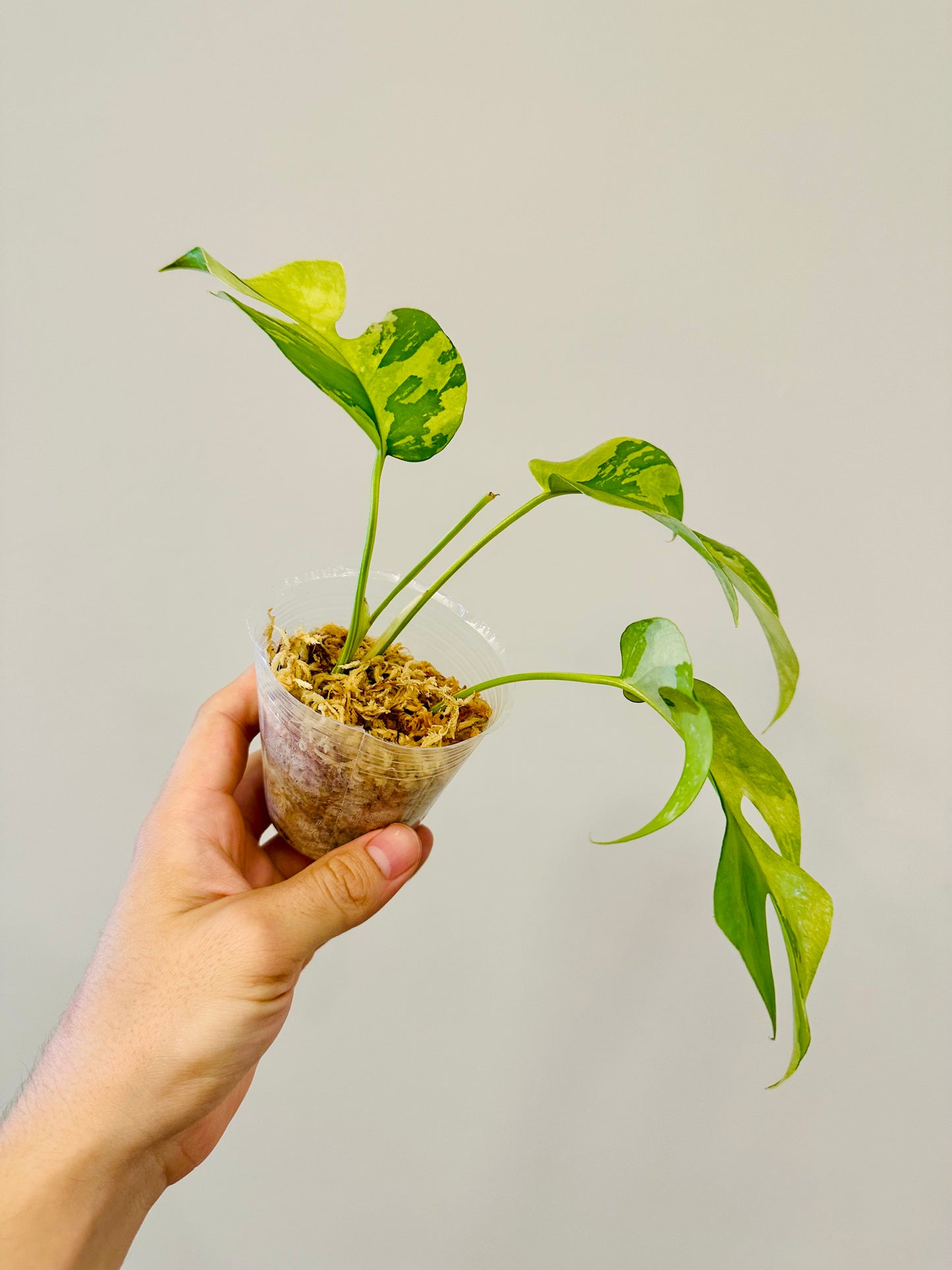 Monstera Tetrasperma Variegada