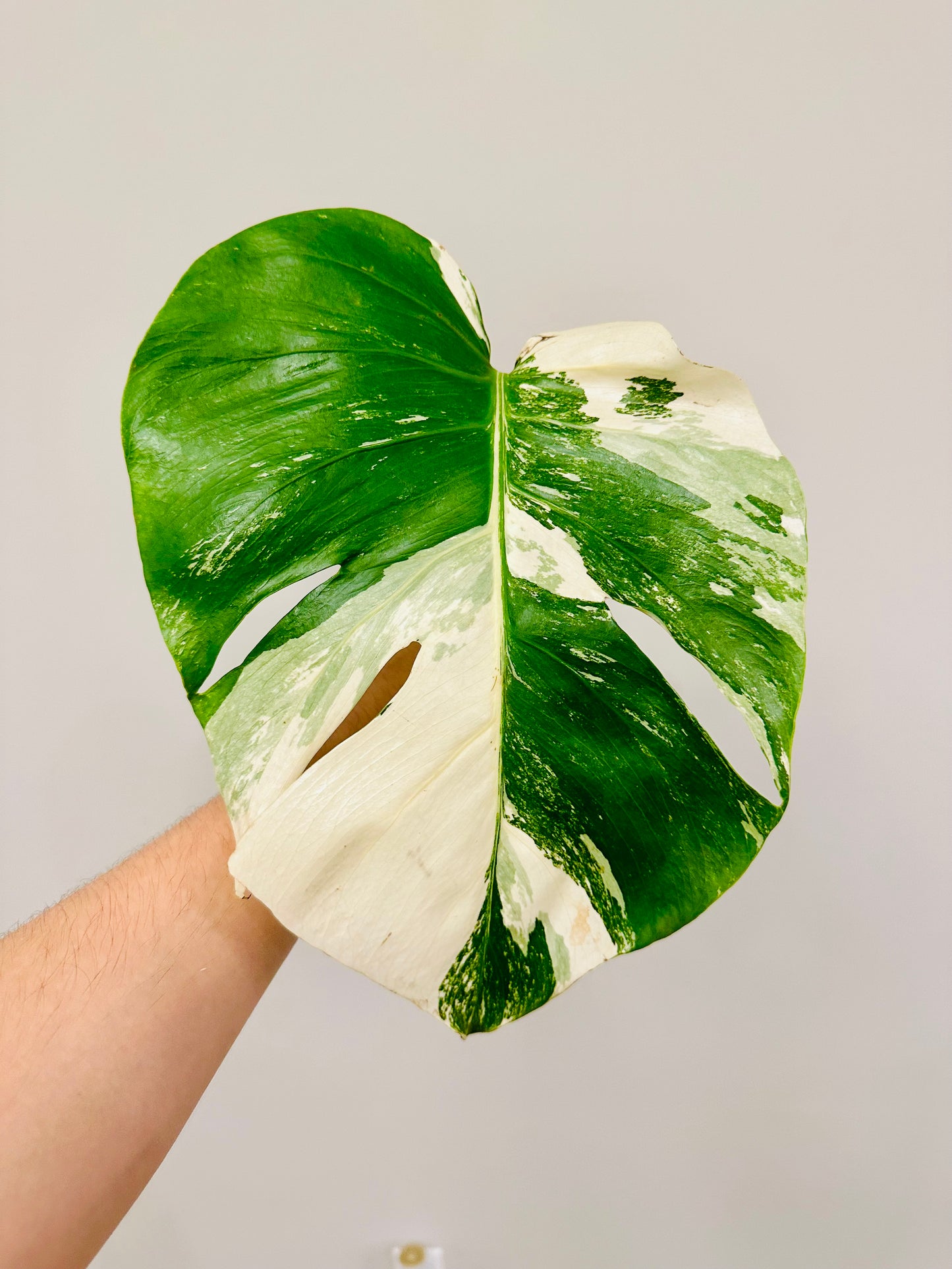 Monstera Deliciosa Albo Borsigiana Japanese White Tiger