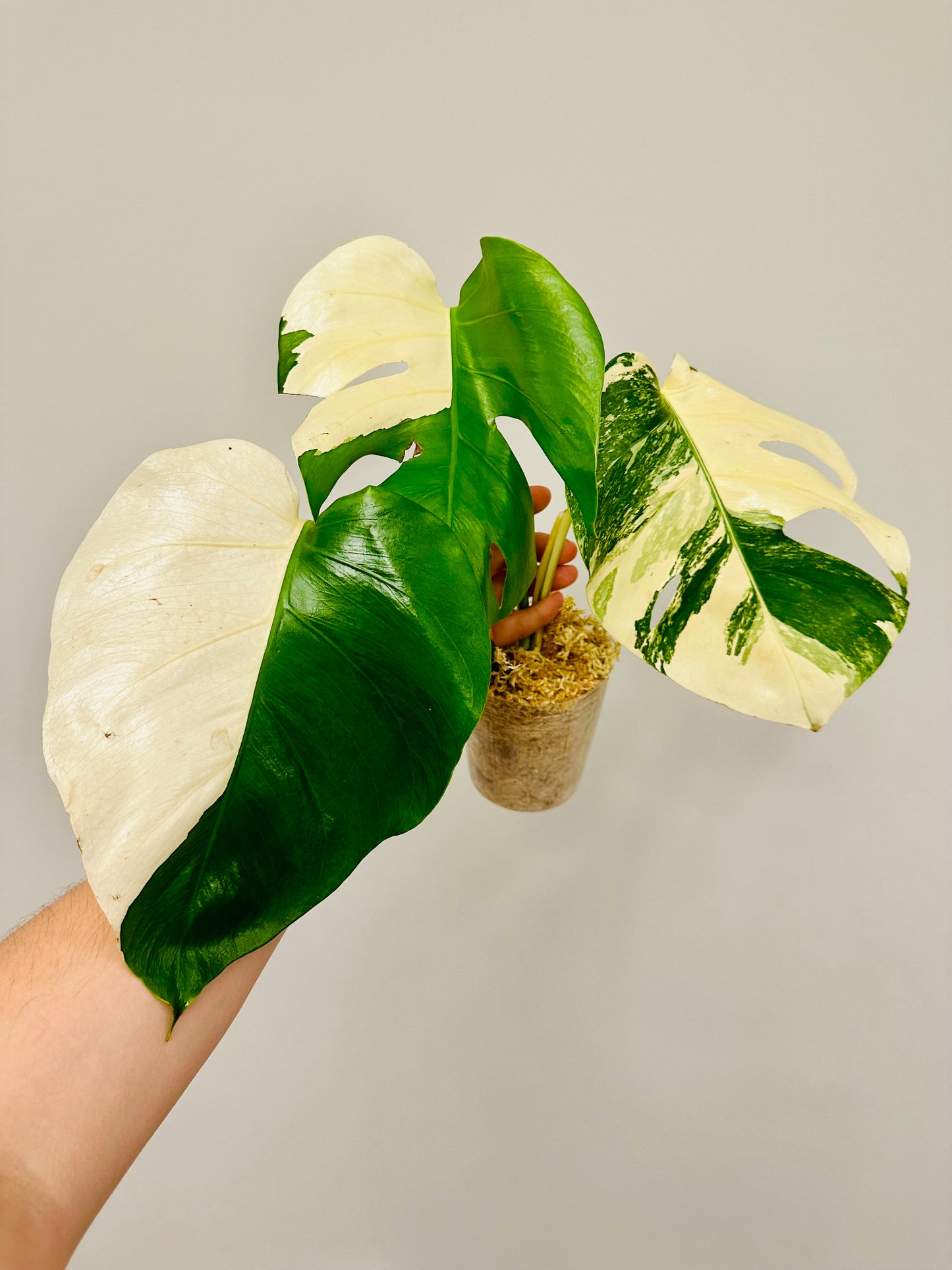 Monstera Deliciosa Albo Borsigiana Japanese White Tiger