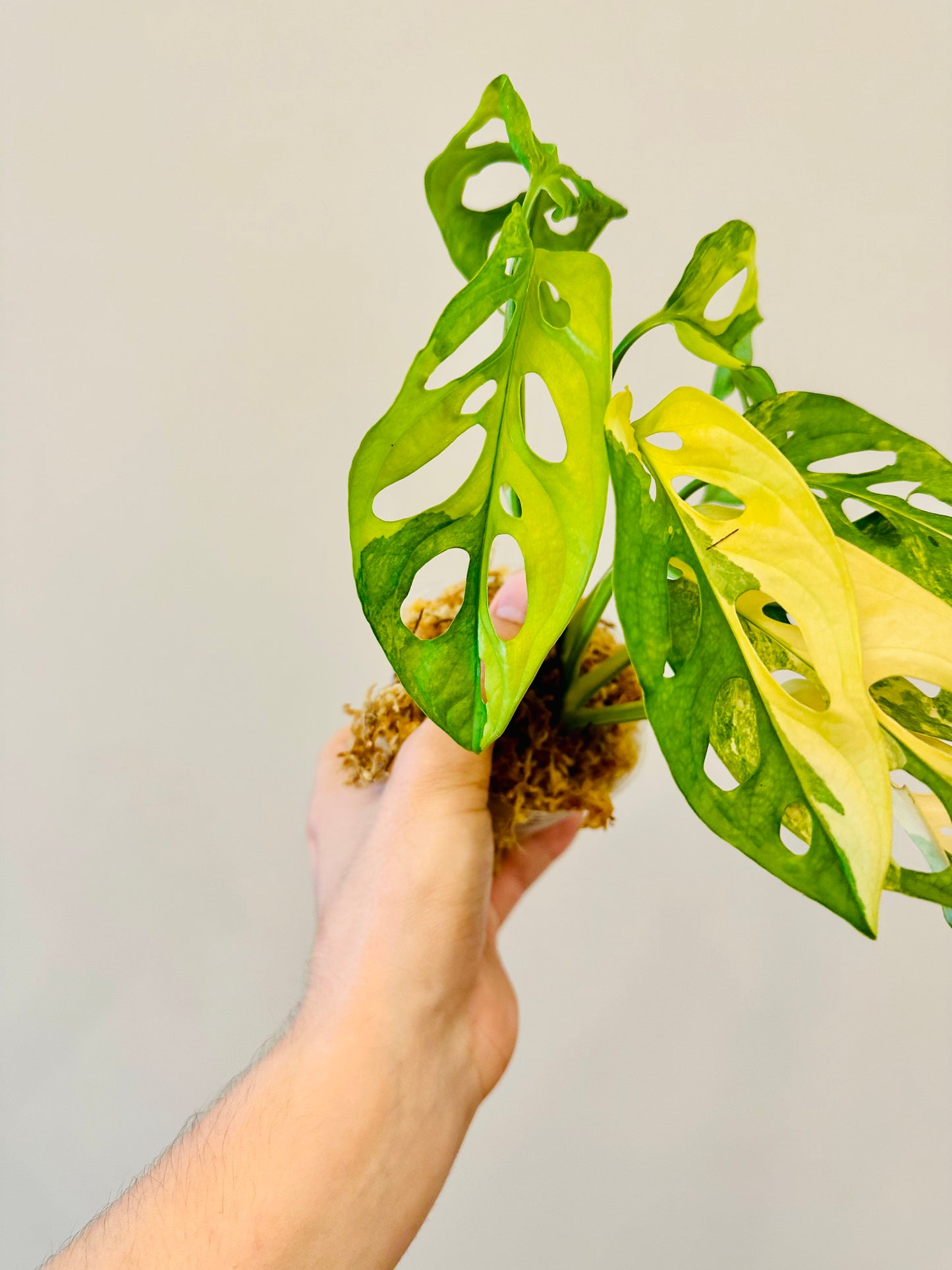 Monstera Adansonii Aurea