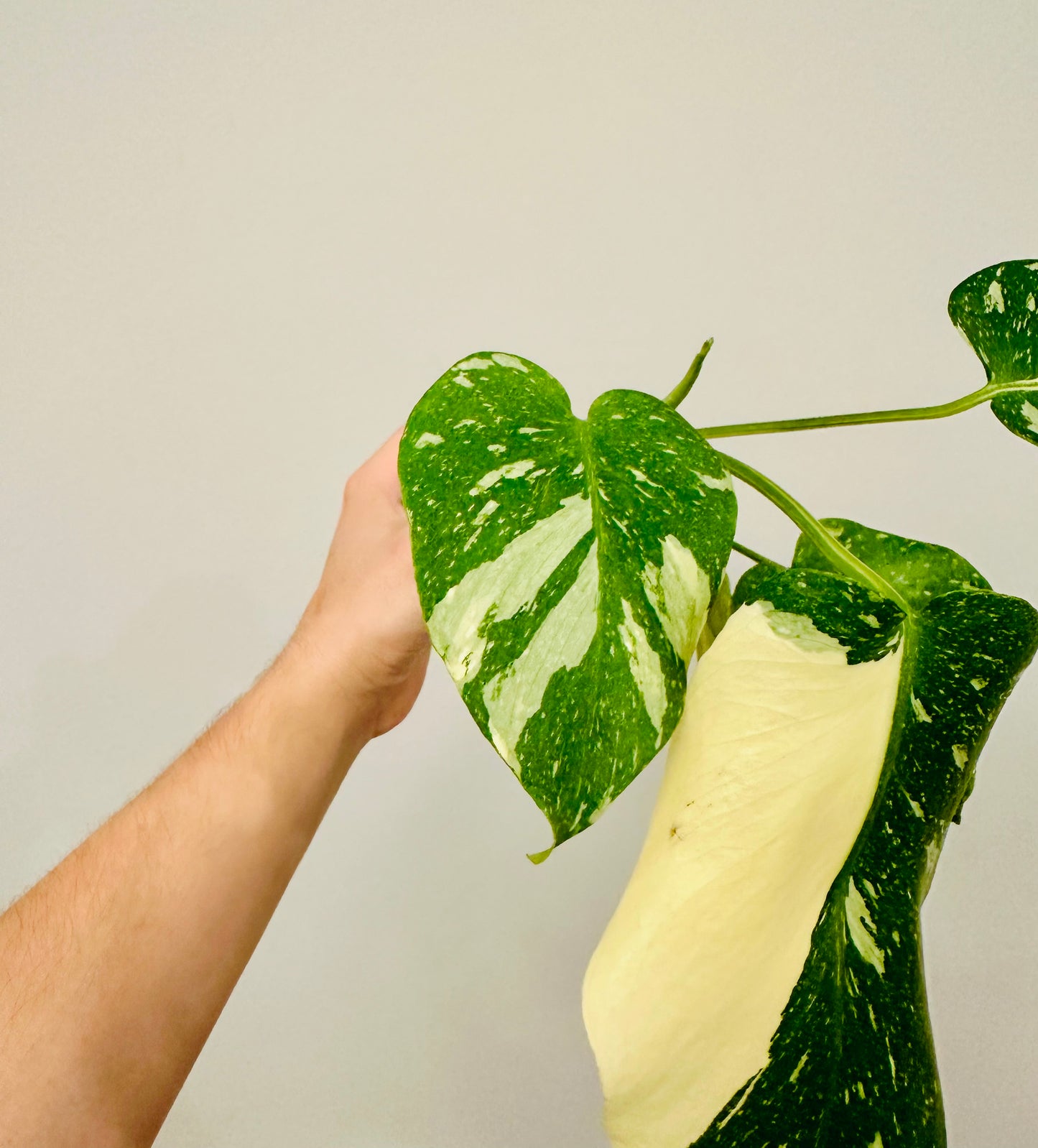 Monstera Thai Constellation