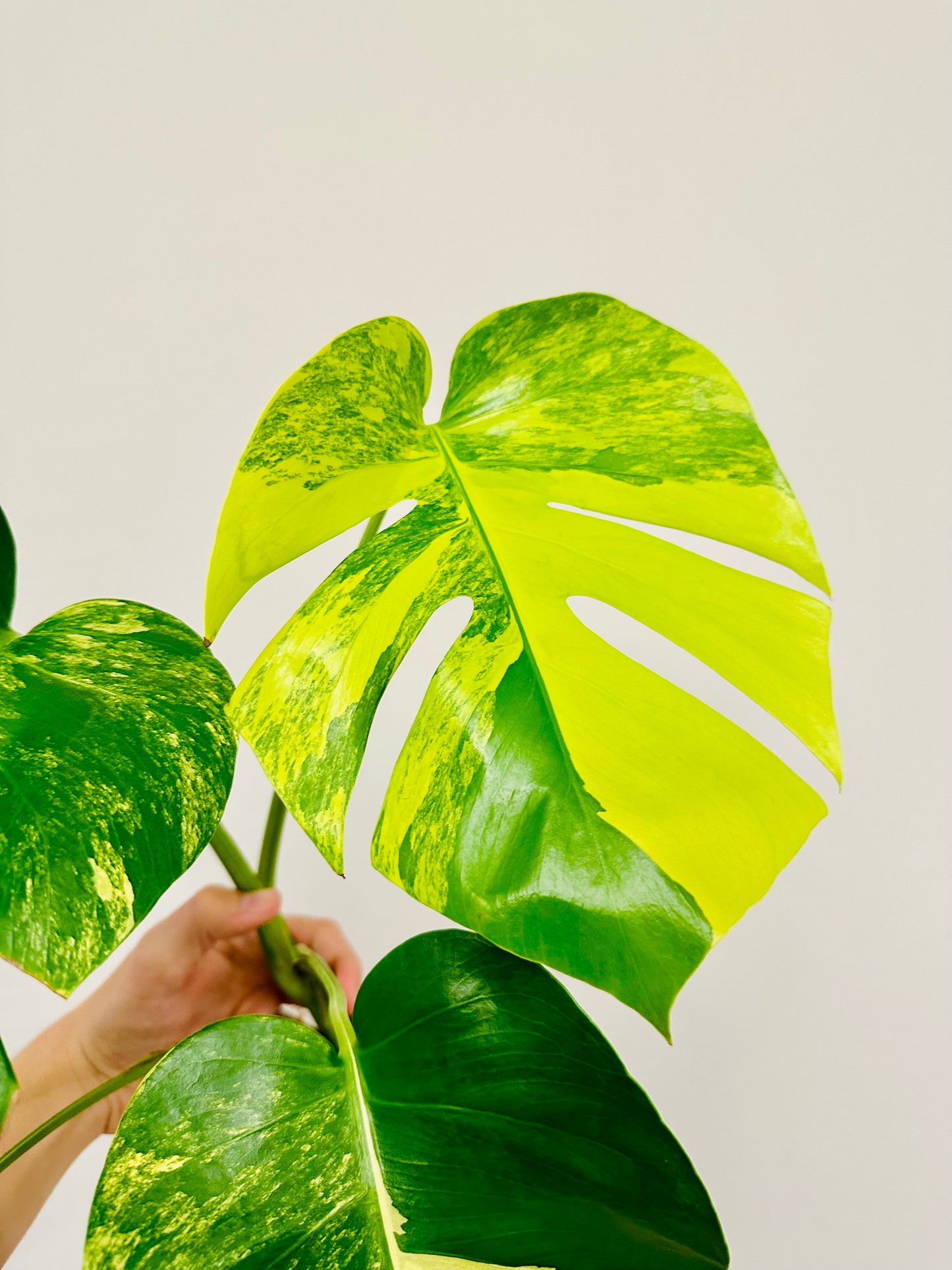 Monstera Aurea Borsigiana