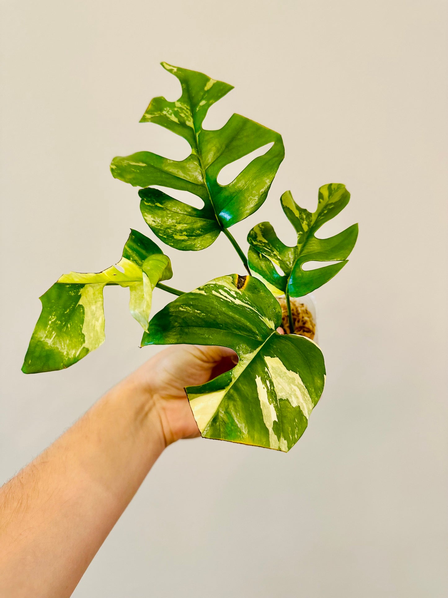 Monstera Tetrasperma Variegada