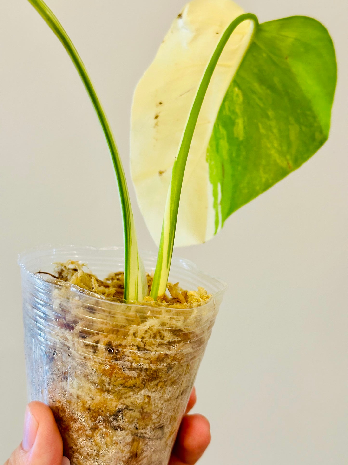 Monstera Deliciosa Albo Borsigiana Japanese White Tiger