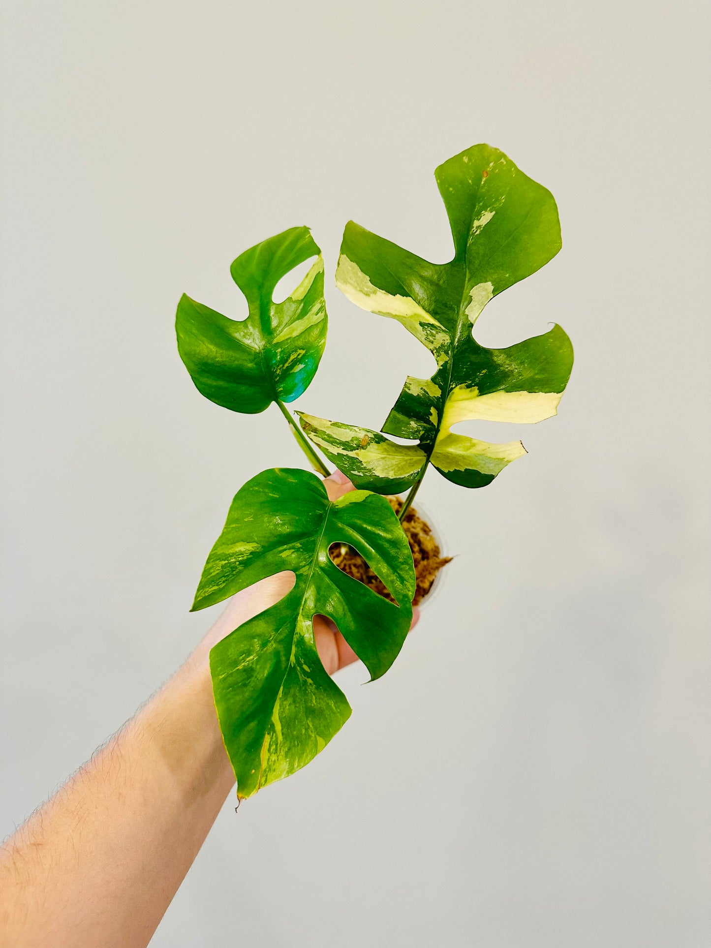 Monstera Tetrasperma Variegada