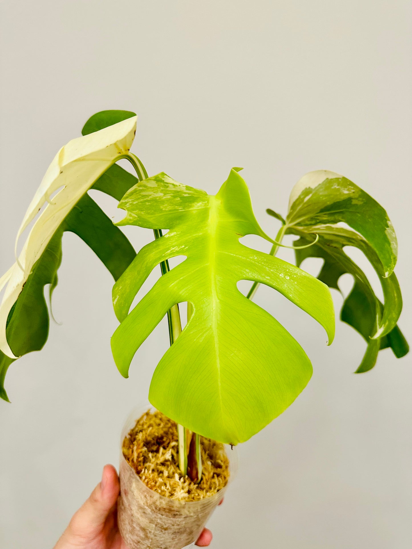 Monstera Deliciosa Albo Borsigiana Japanese White Tiger