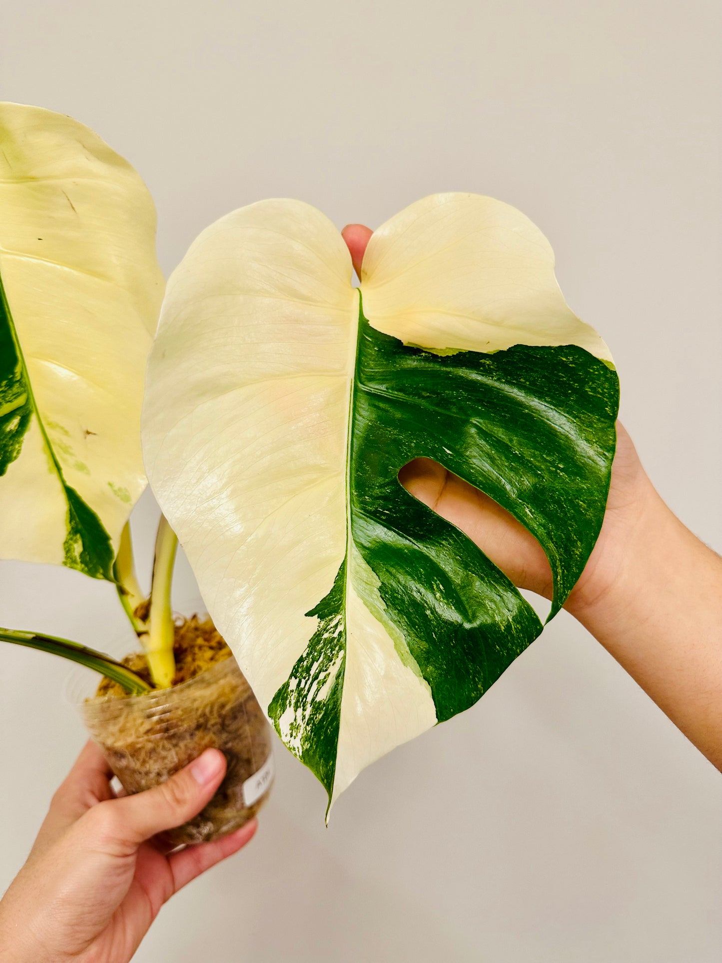 Monstera Deliciosa Albo Borsigiana Japanese White Tiger