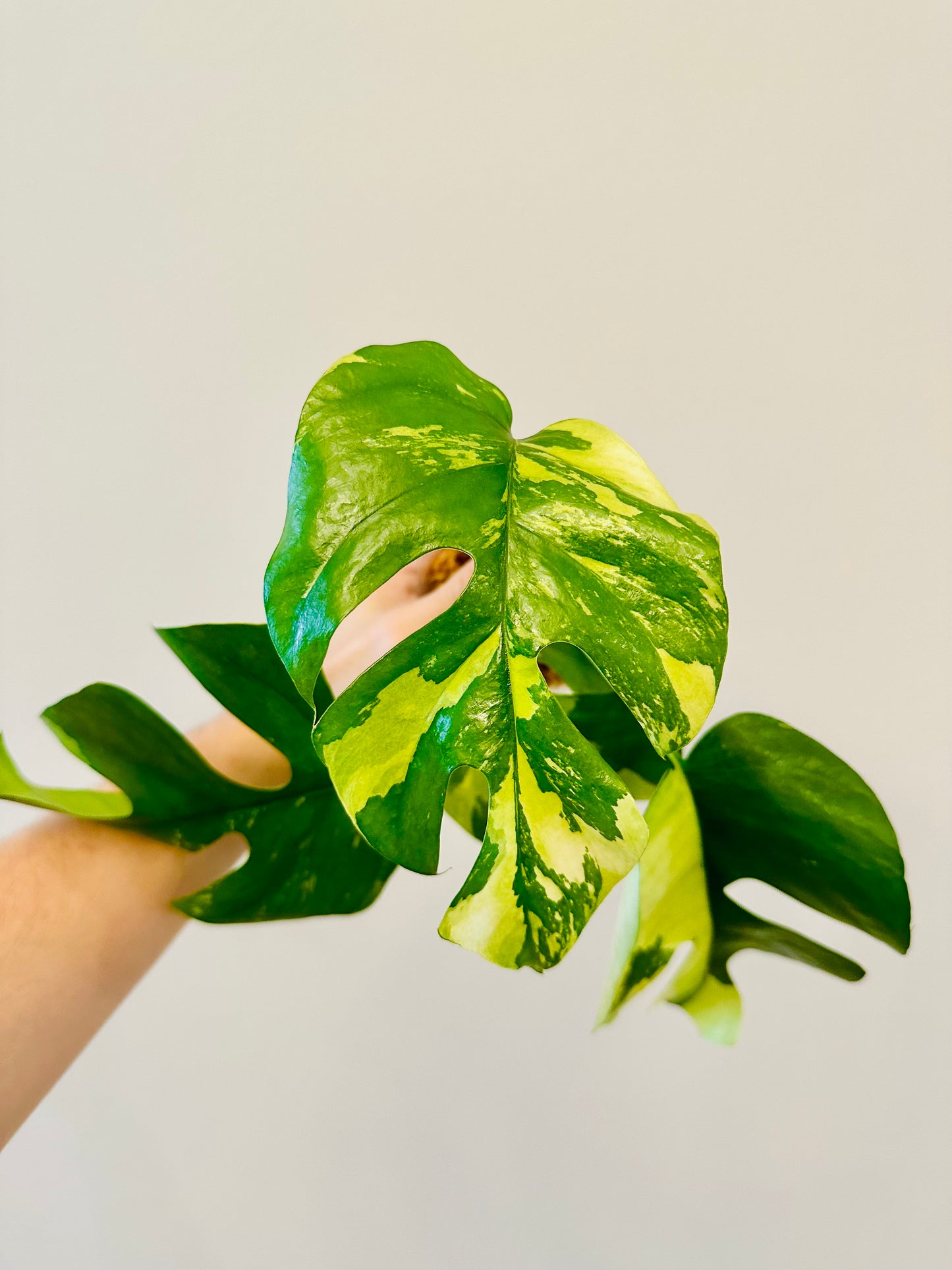 Monstera Tetrasperma Variegada