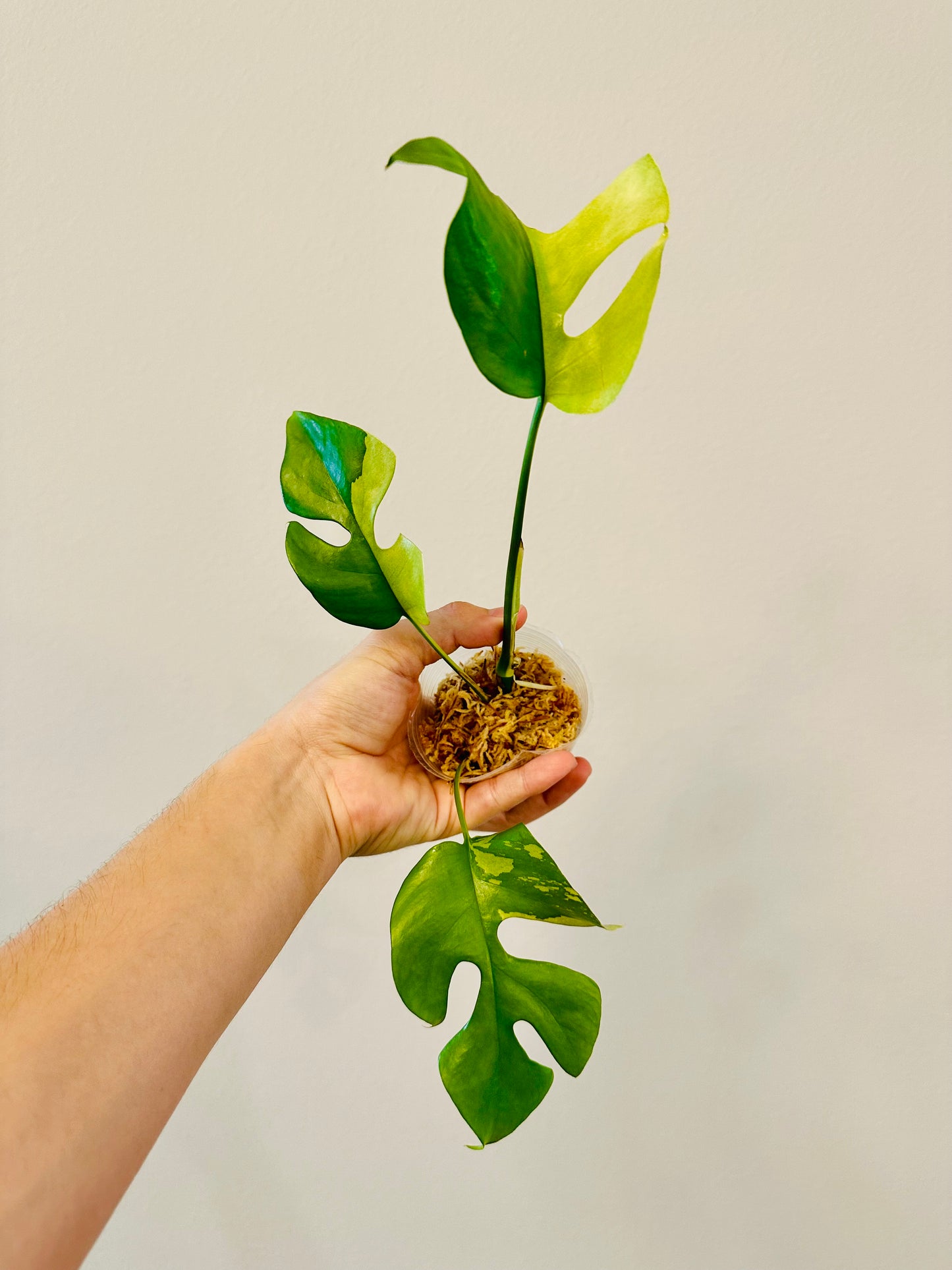 Monstera Tetrasperma Variegada